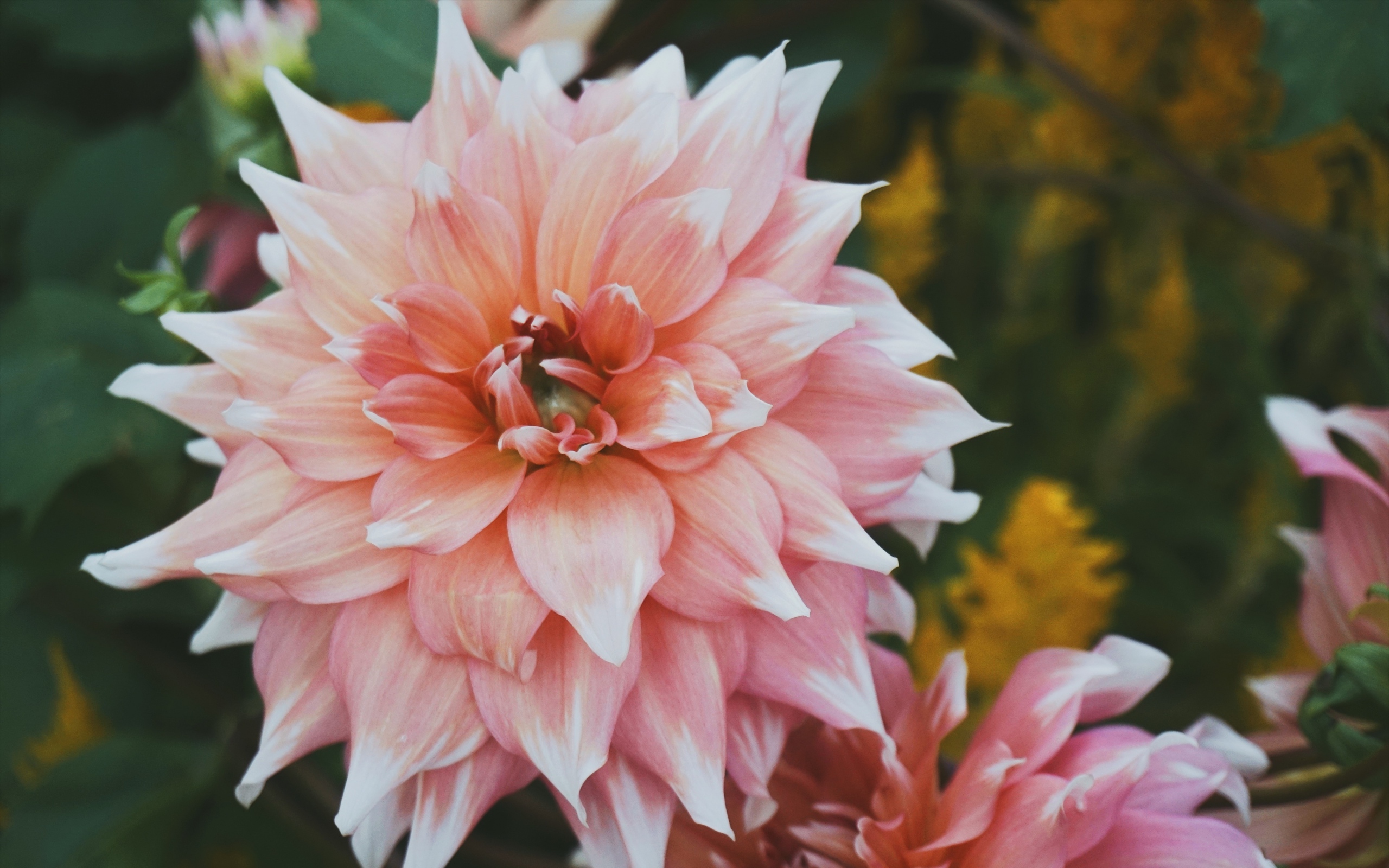 Красивый пышный георгин крупным планом 