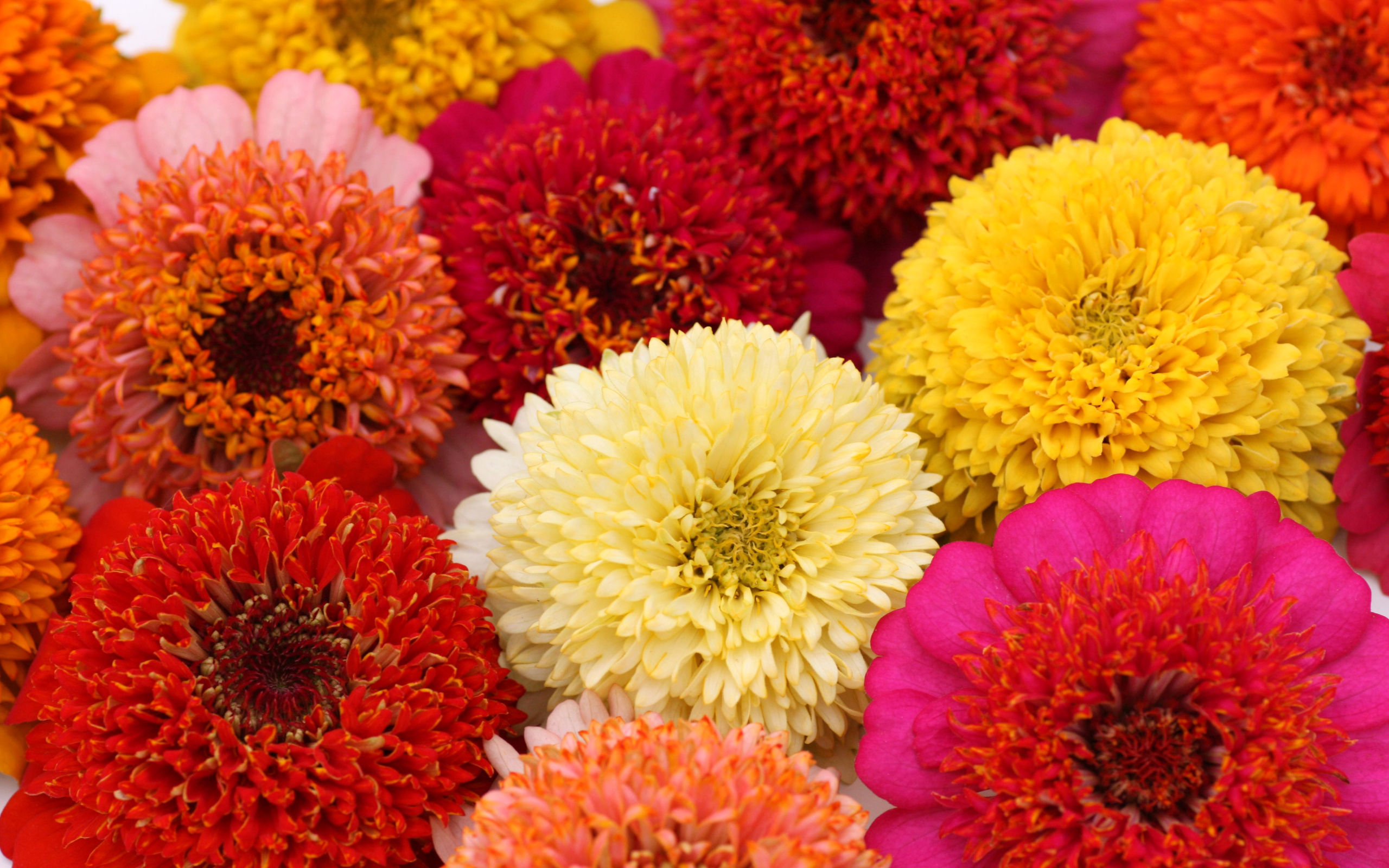 Красивые разноцветные летние цветы цинии крупным планом