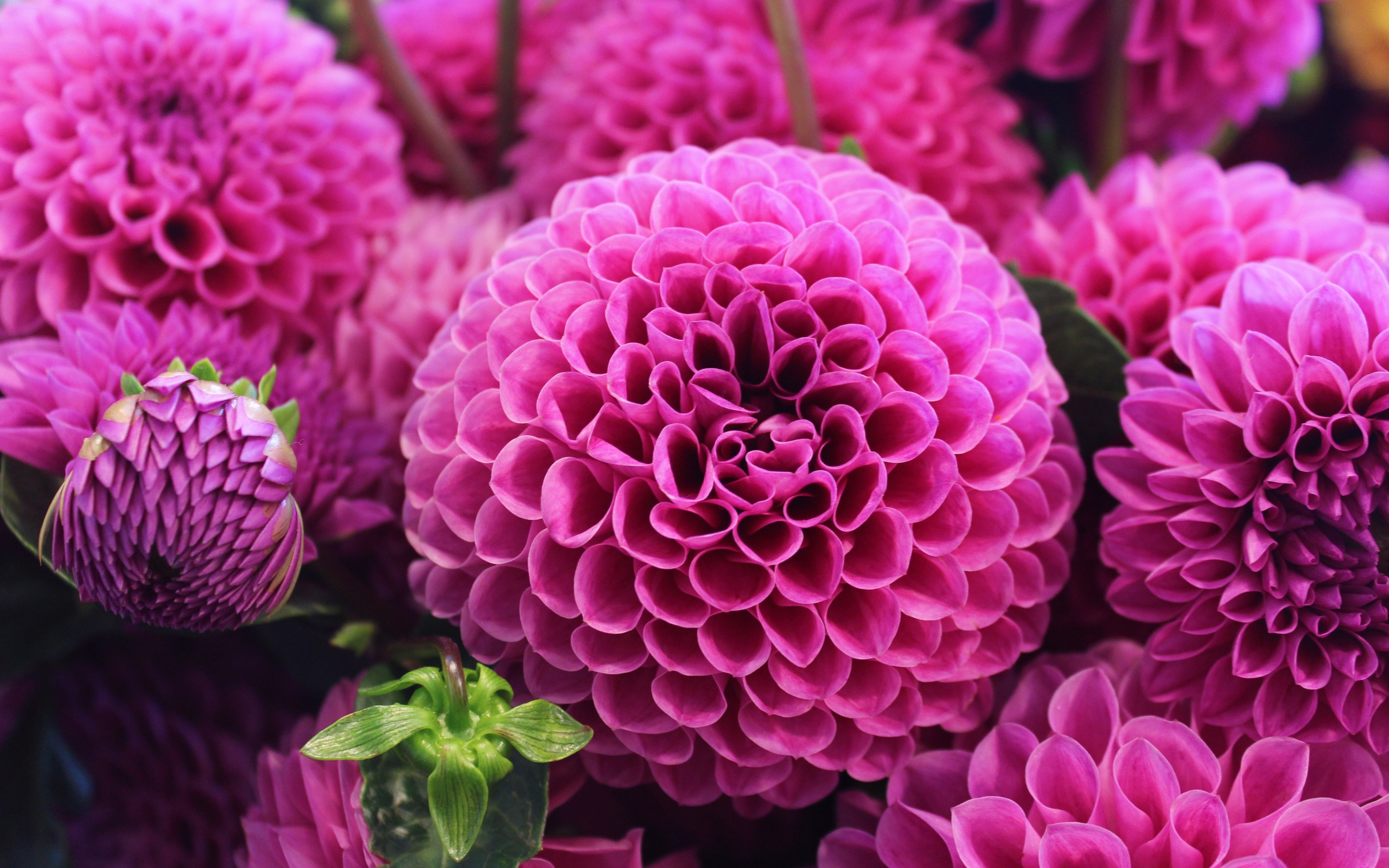 Красивый розовый цветок георгин 