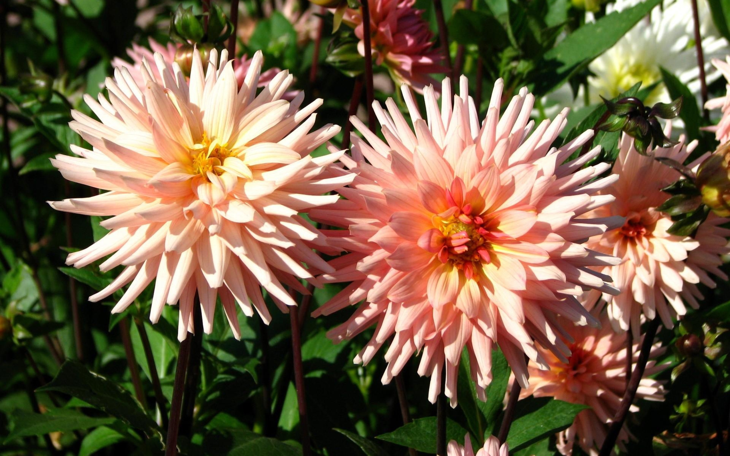 Красивые розовые георгины в лучах солнца на клумбе