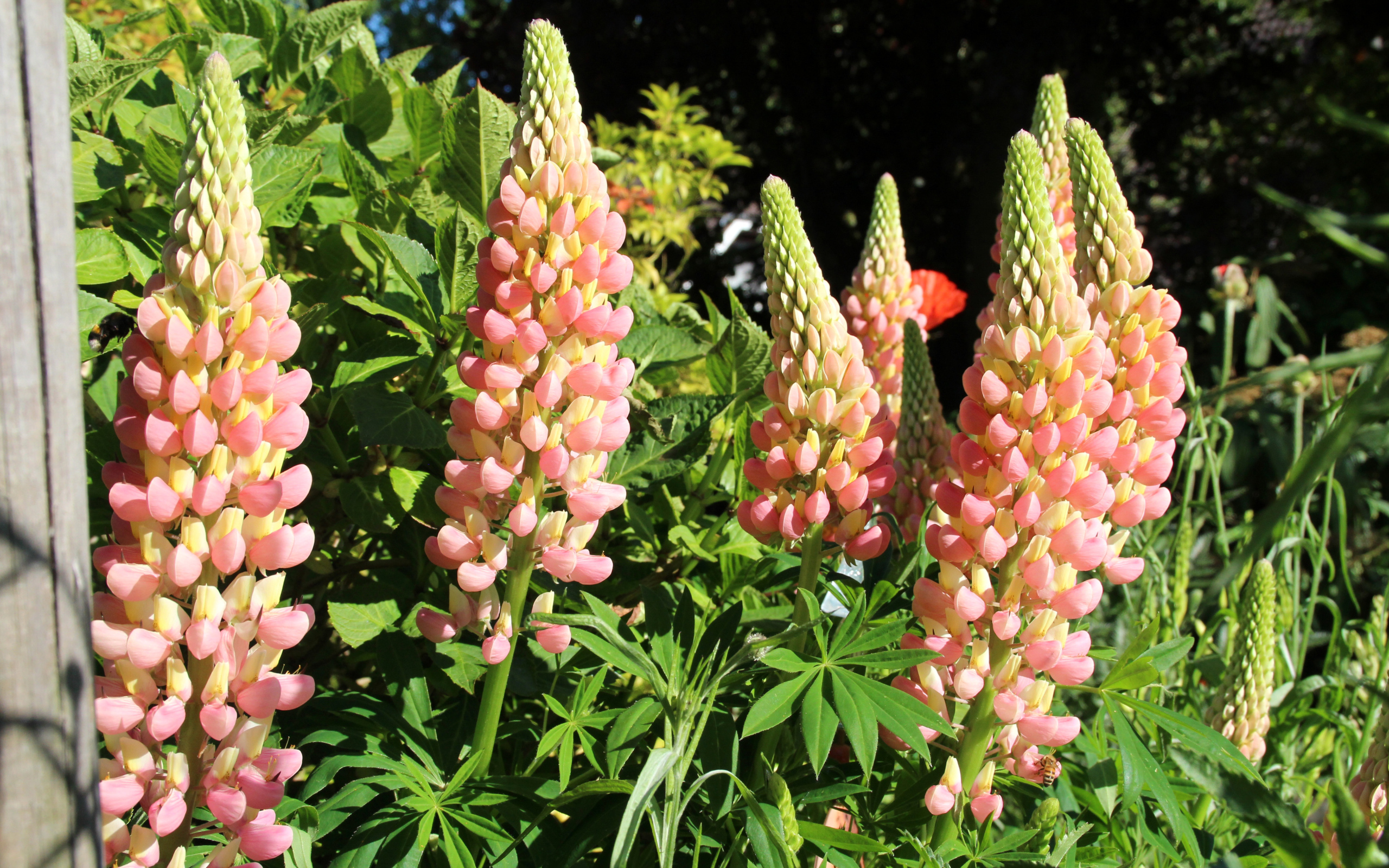 Красивые розовые люпины крупным планом