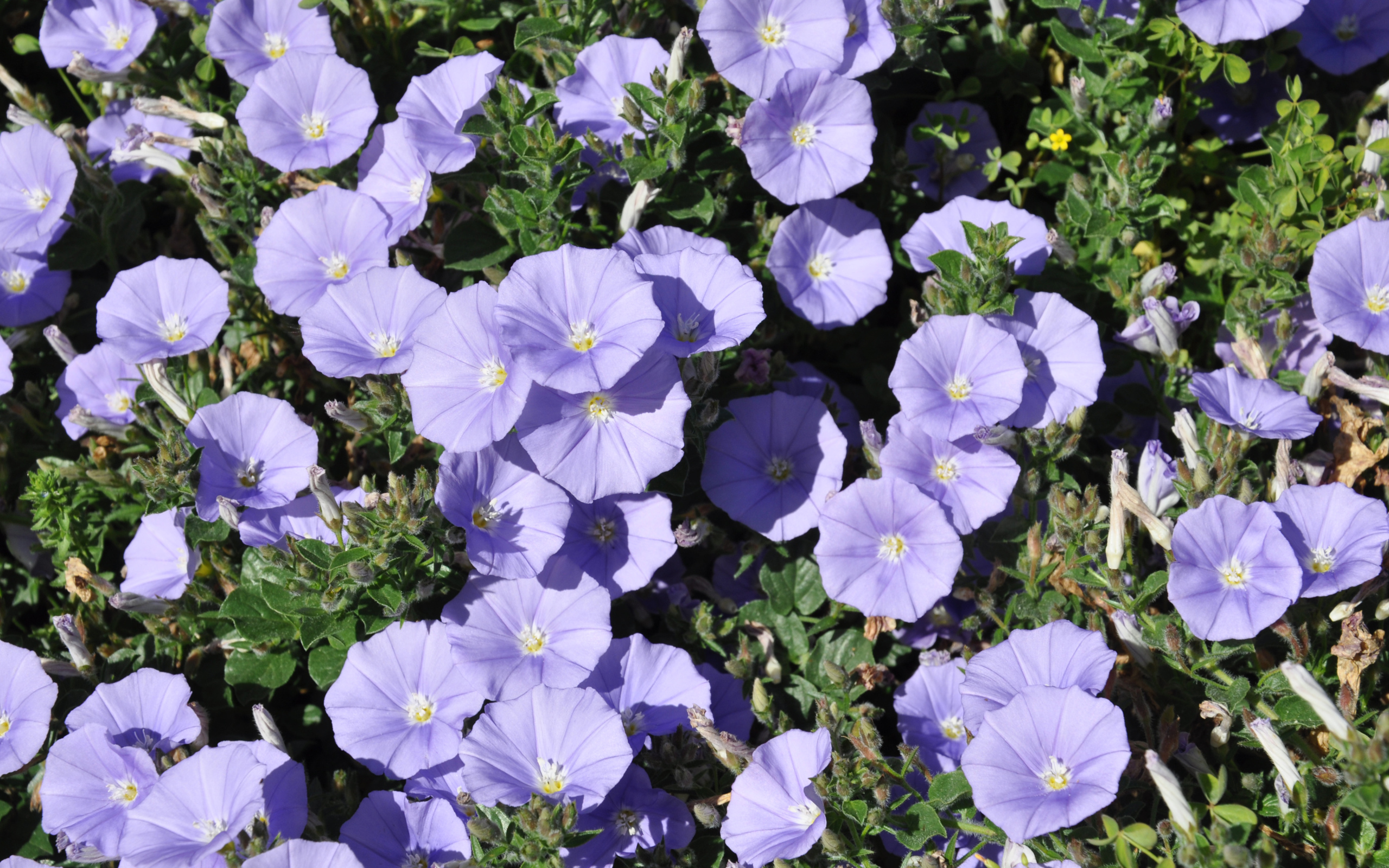 Красивые фиолетовые цветы петуния в саду