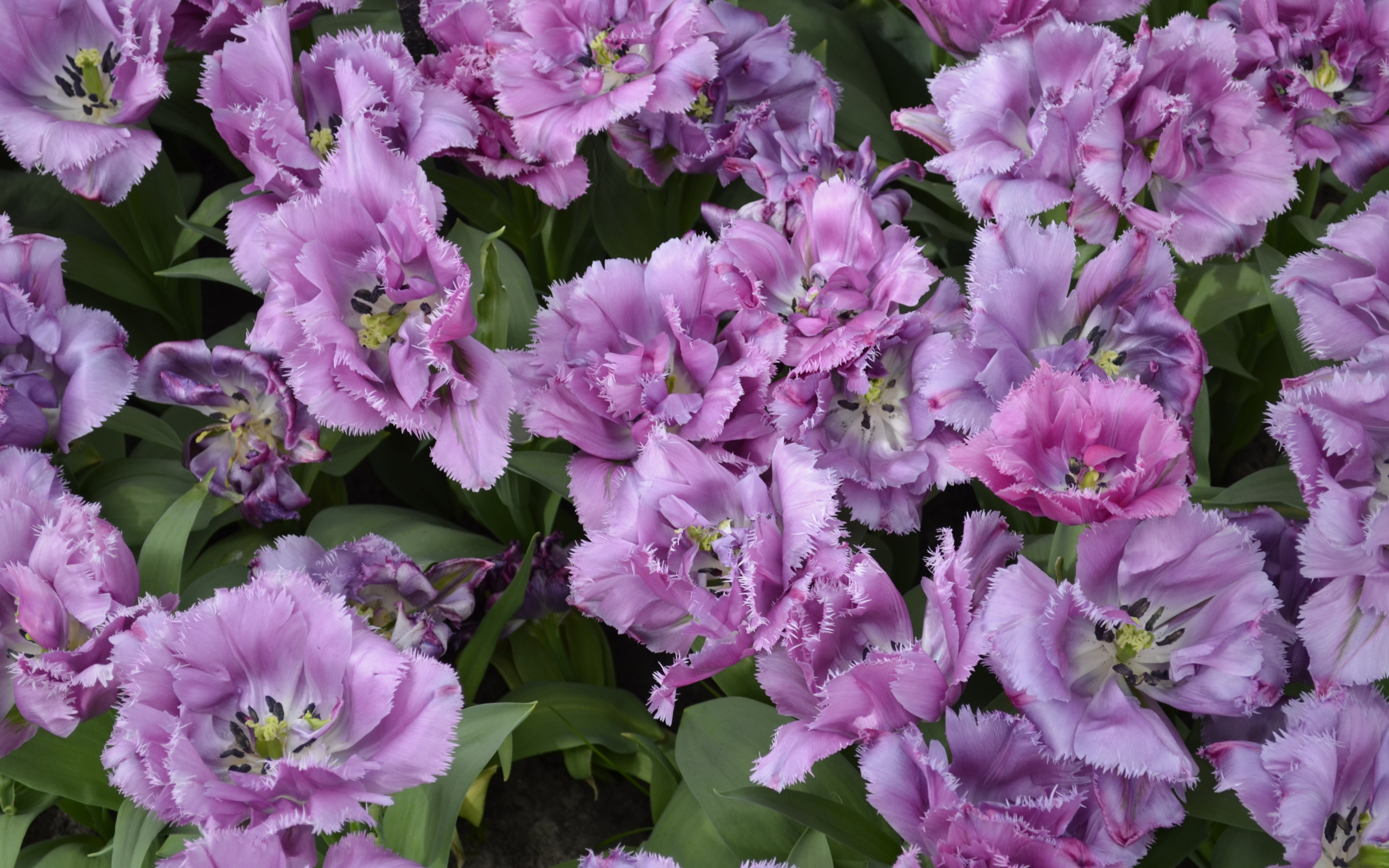 Красивые фиолетовые цветы тюльпаны крупным планом