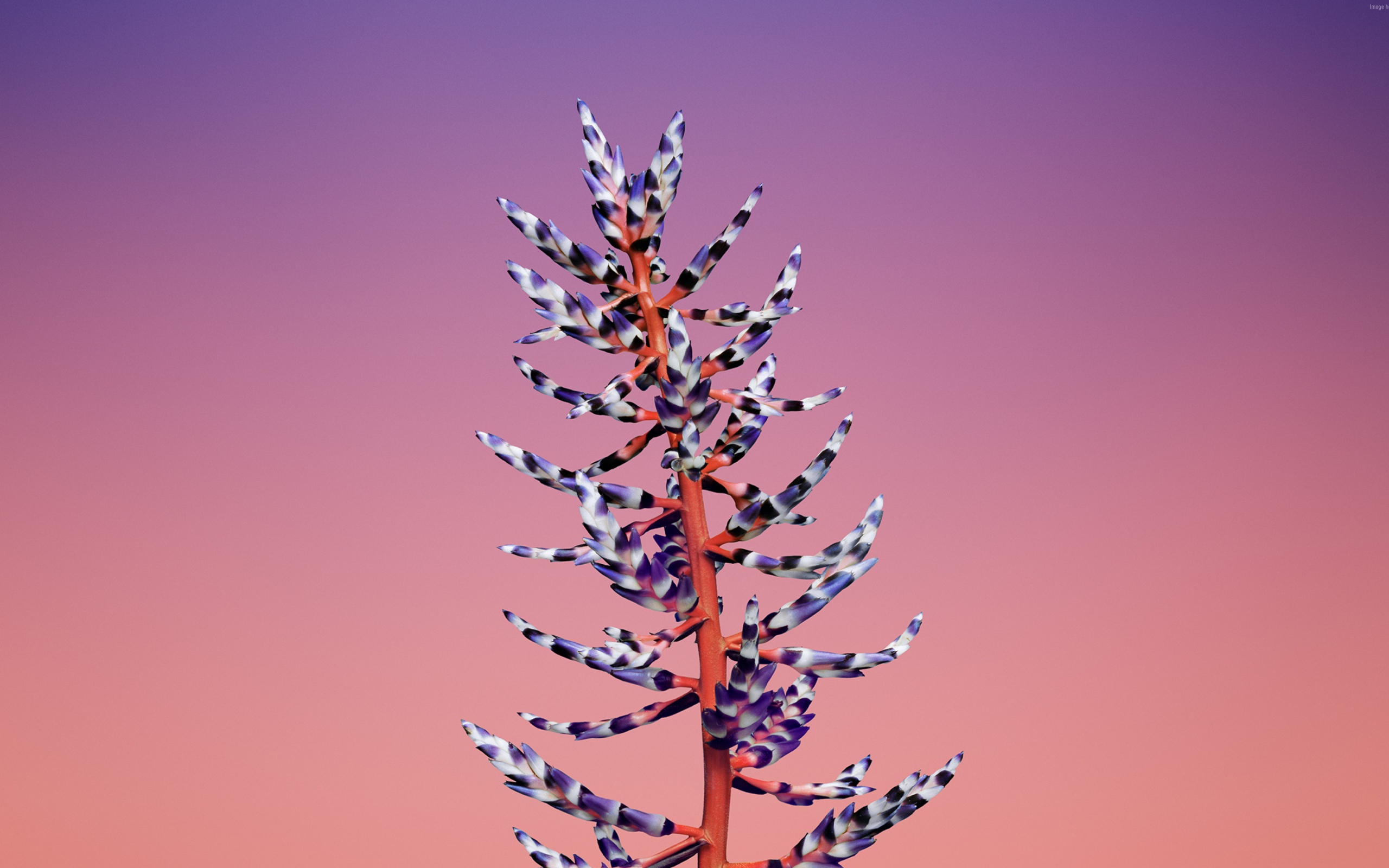 Красивый необычный цветок на розовом фоне