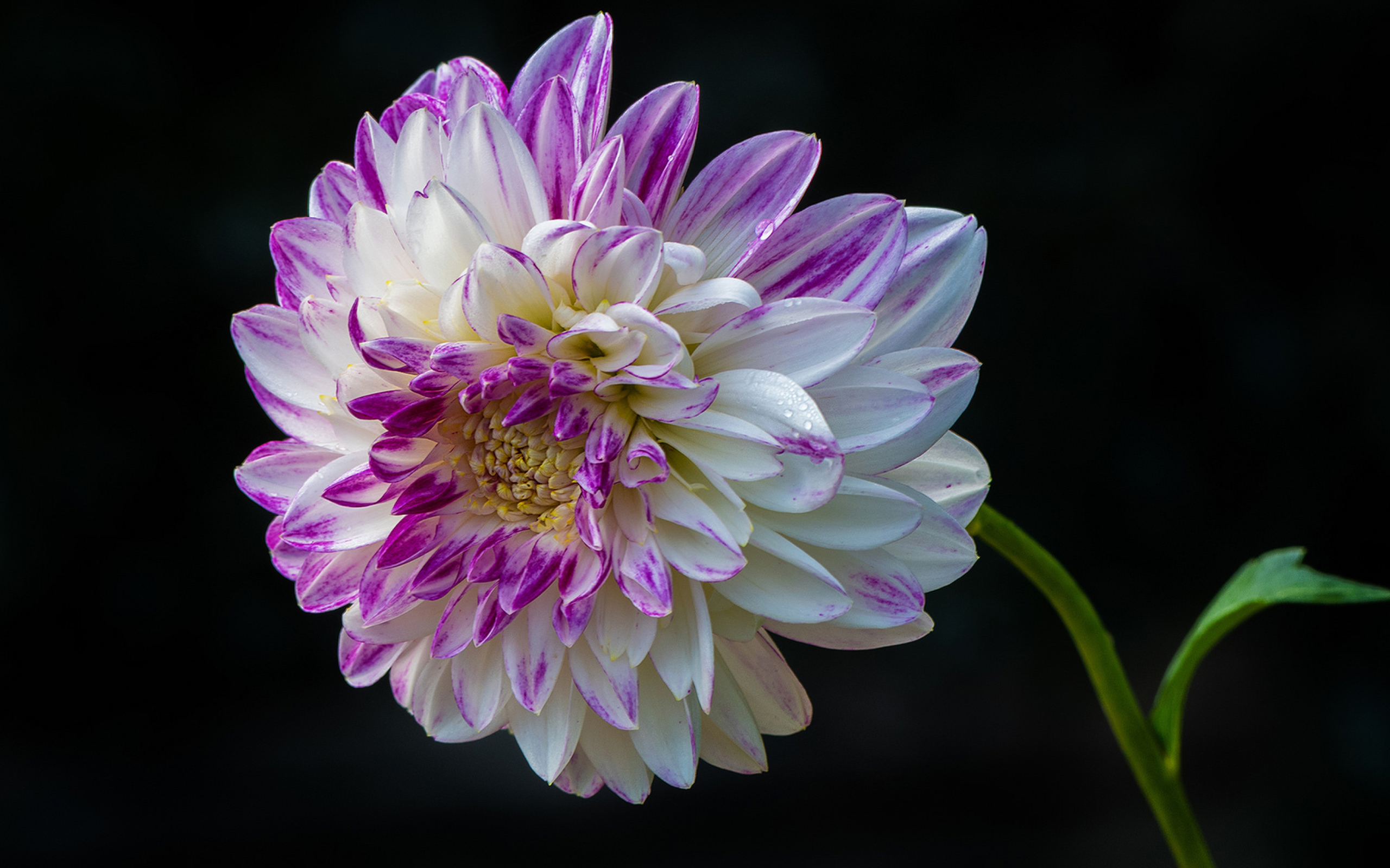 Красивая бело - сиреневая георгина на черном фоне 