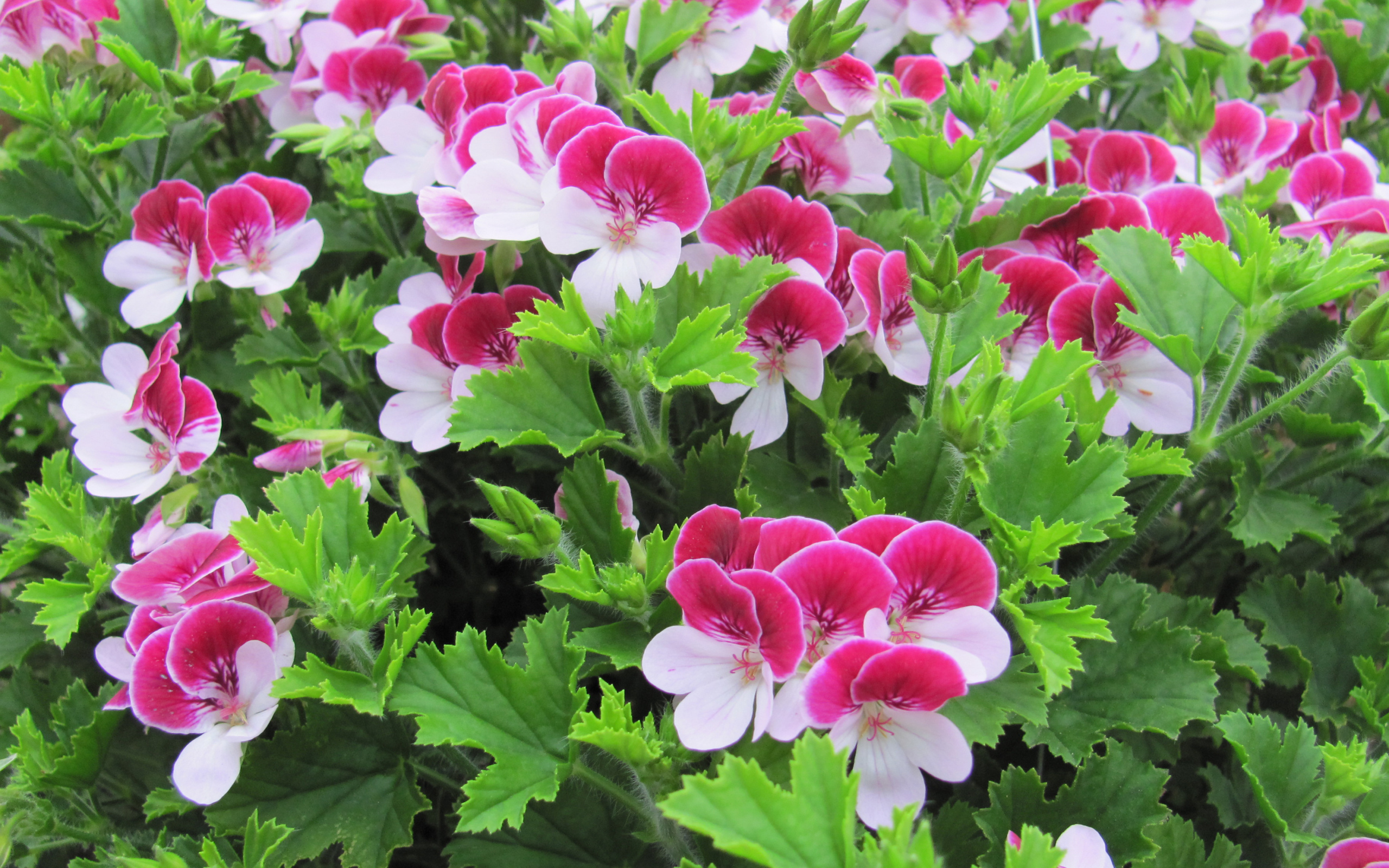 Красивые бело-розовые цветы герани