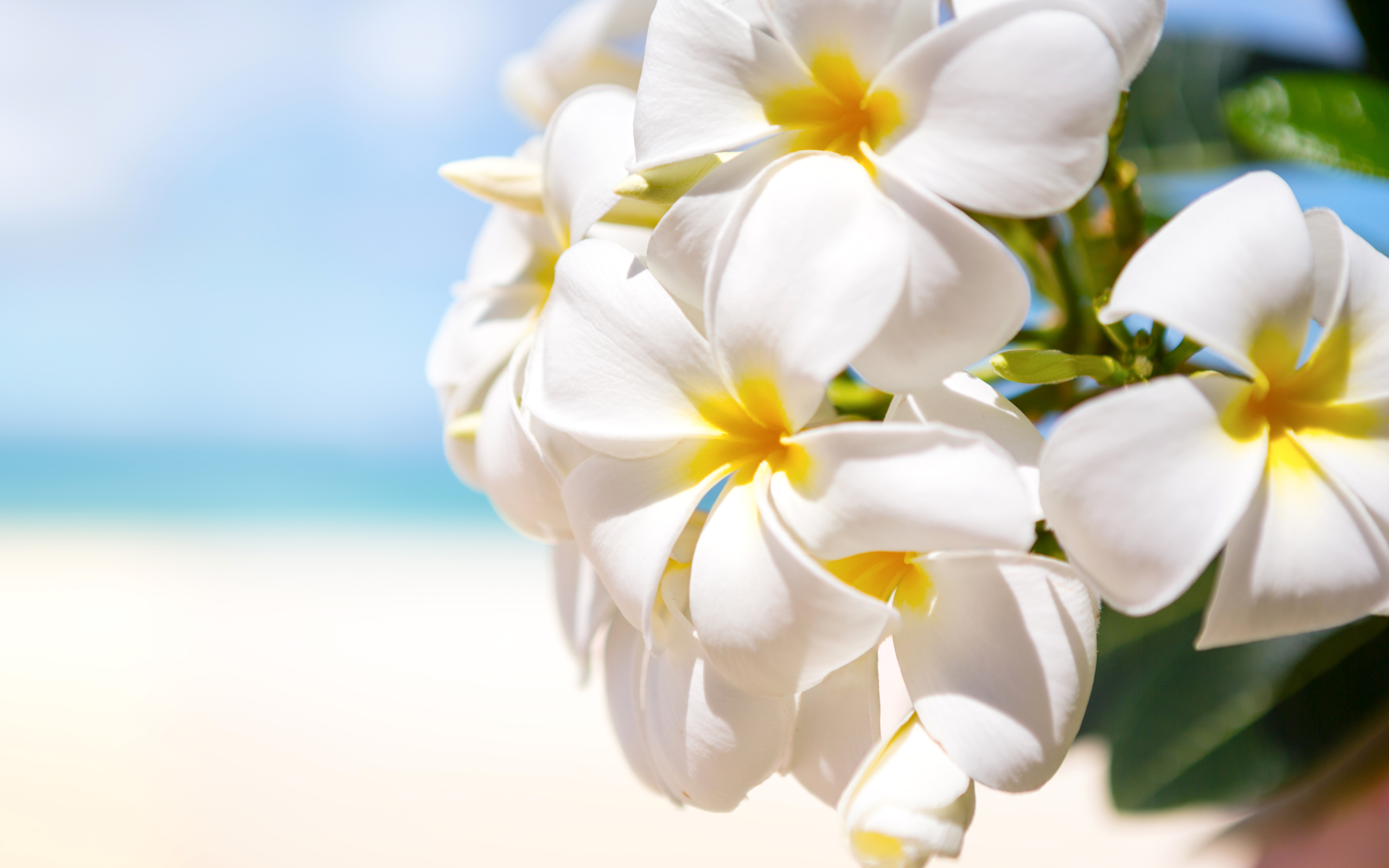 Красивые белые цветы Плюмерия крупным планом