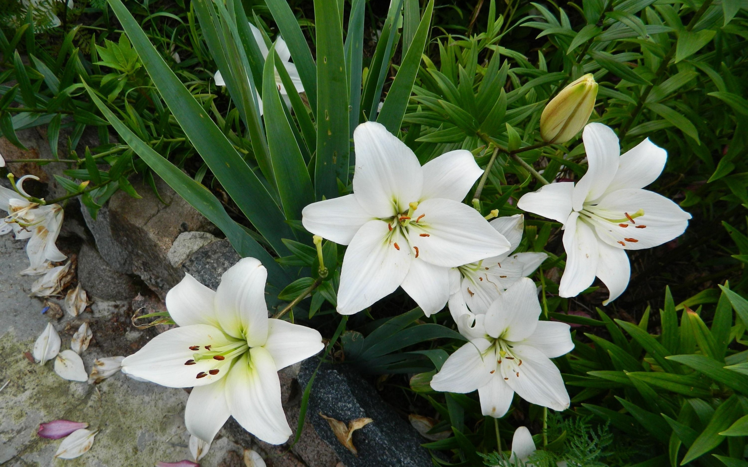 Красивые белые лилии с бутонами на клумбе с цветами
