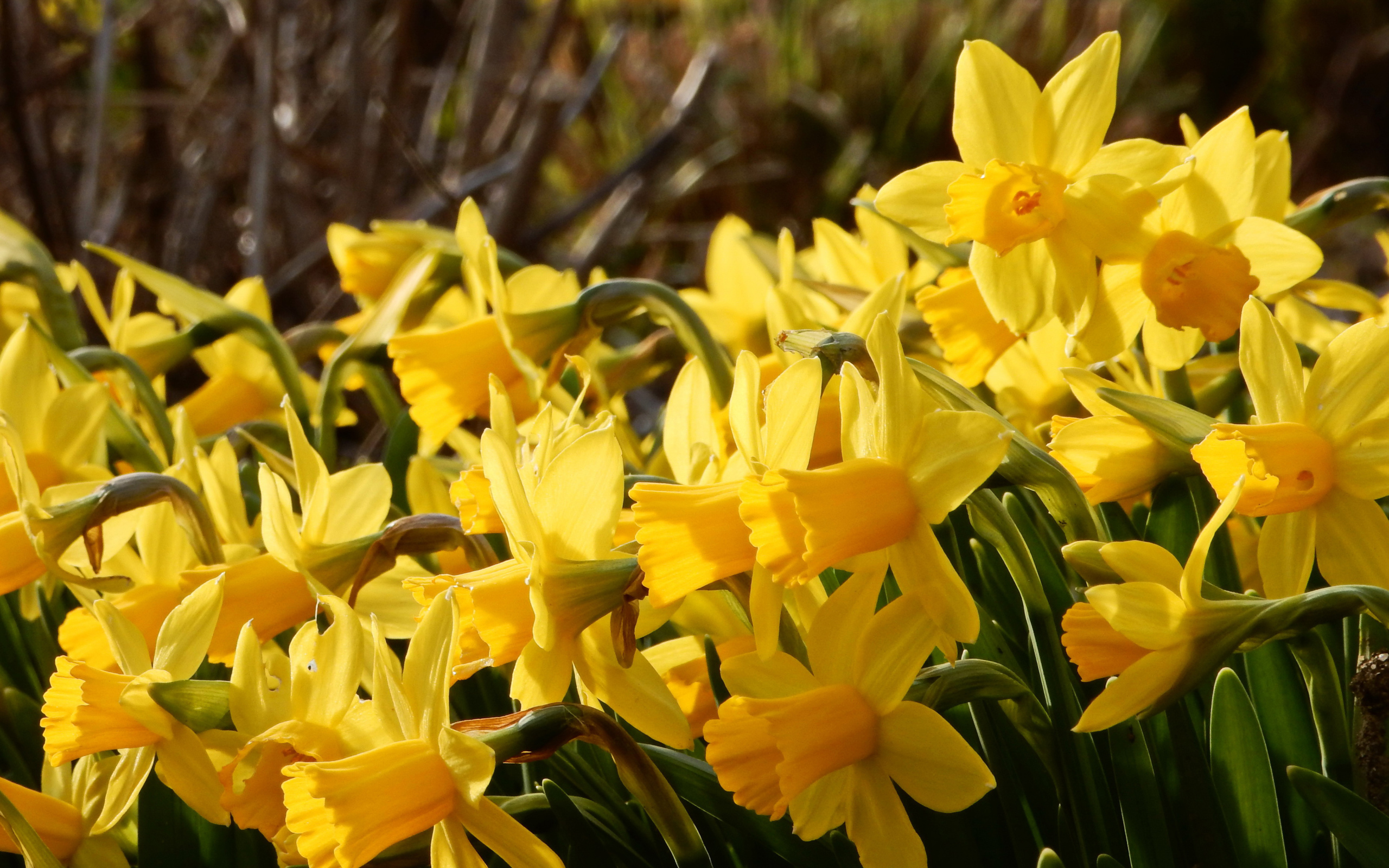 Красивые желтые нарциссы на клумбе 