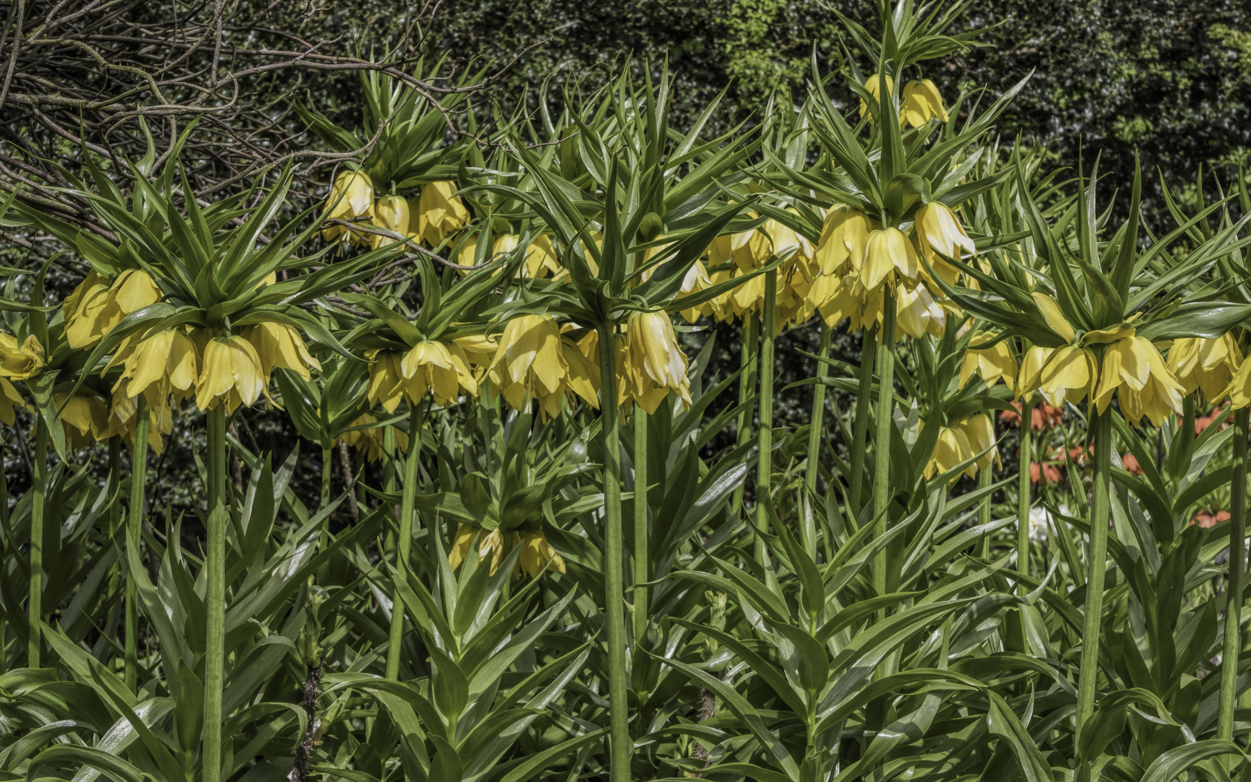 Красивые желтые цветы рябчики 