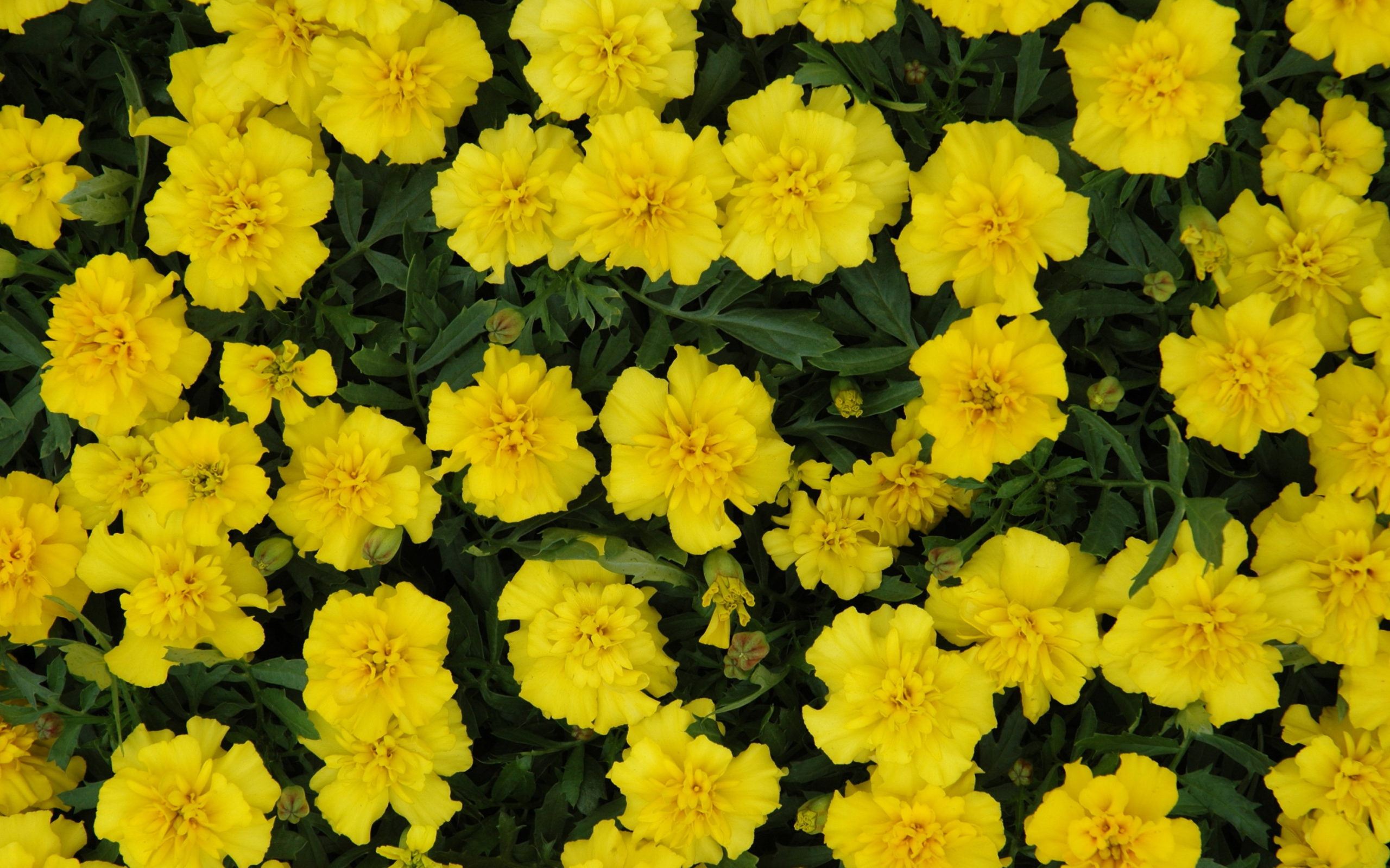 Красивые желтые бархатцы вблизи