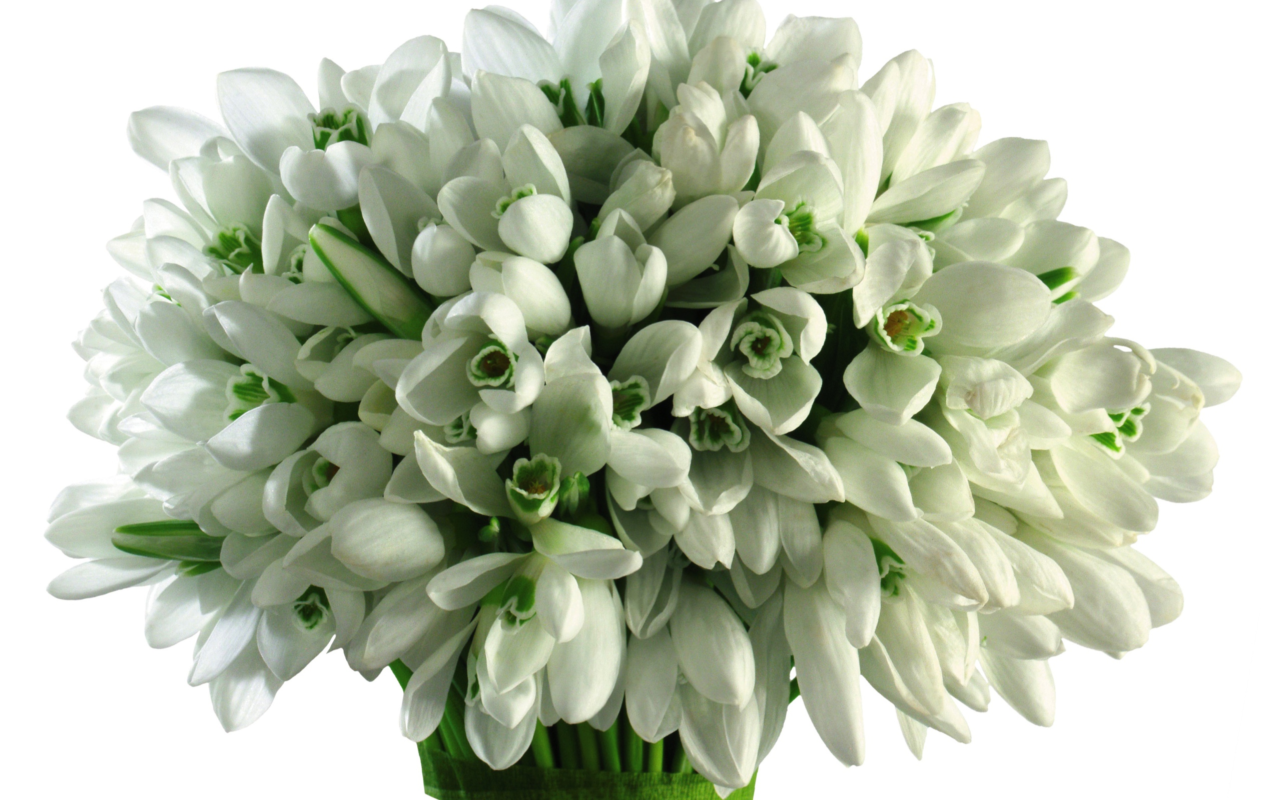 Большой букет подснежников на белом фоне 