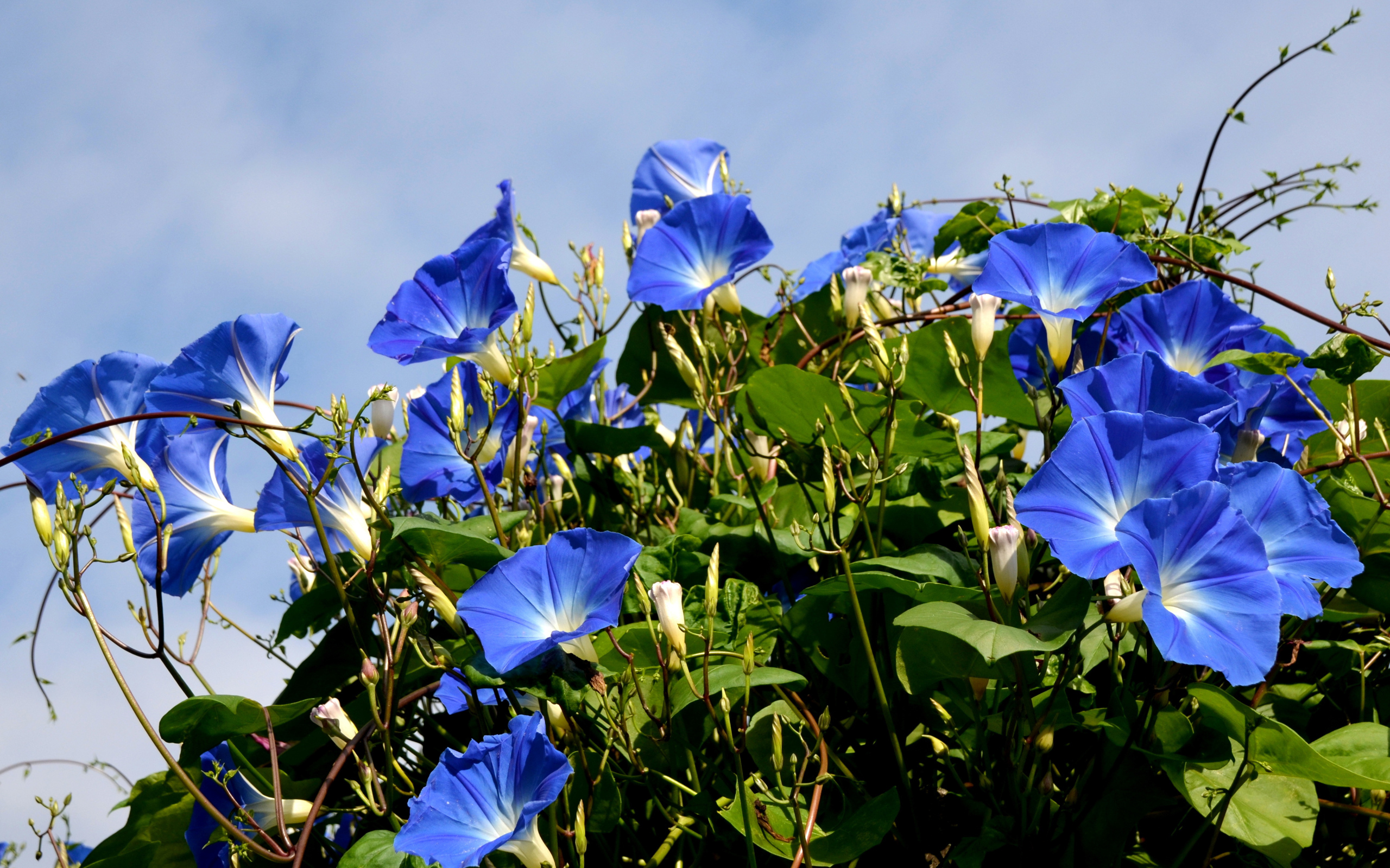 Синие цветы вьюнки на фоне голубого неба