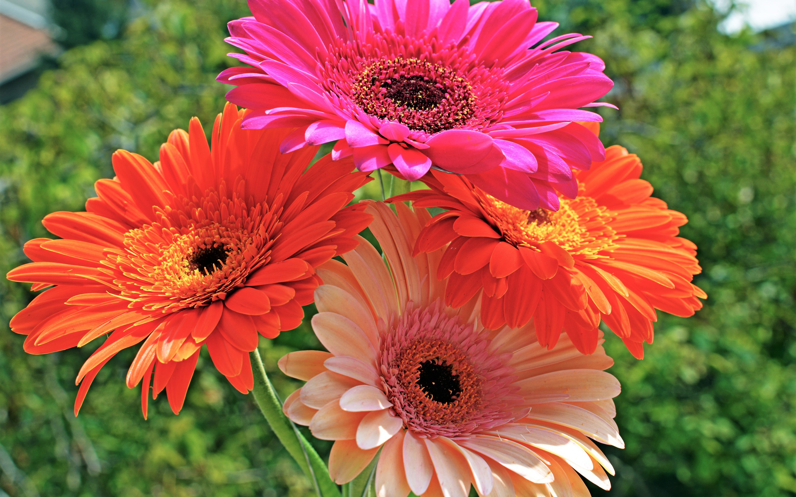 Букет красивых нежных гербер