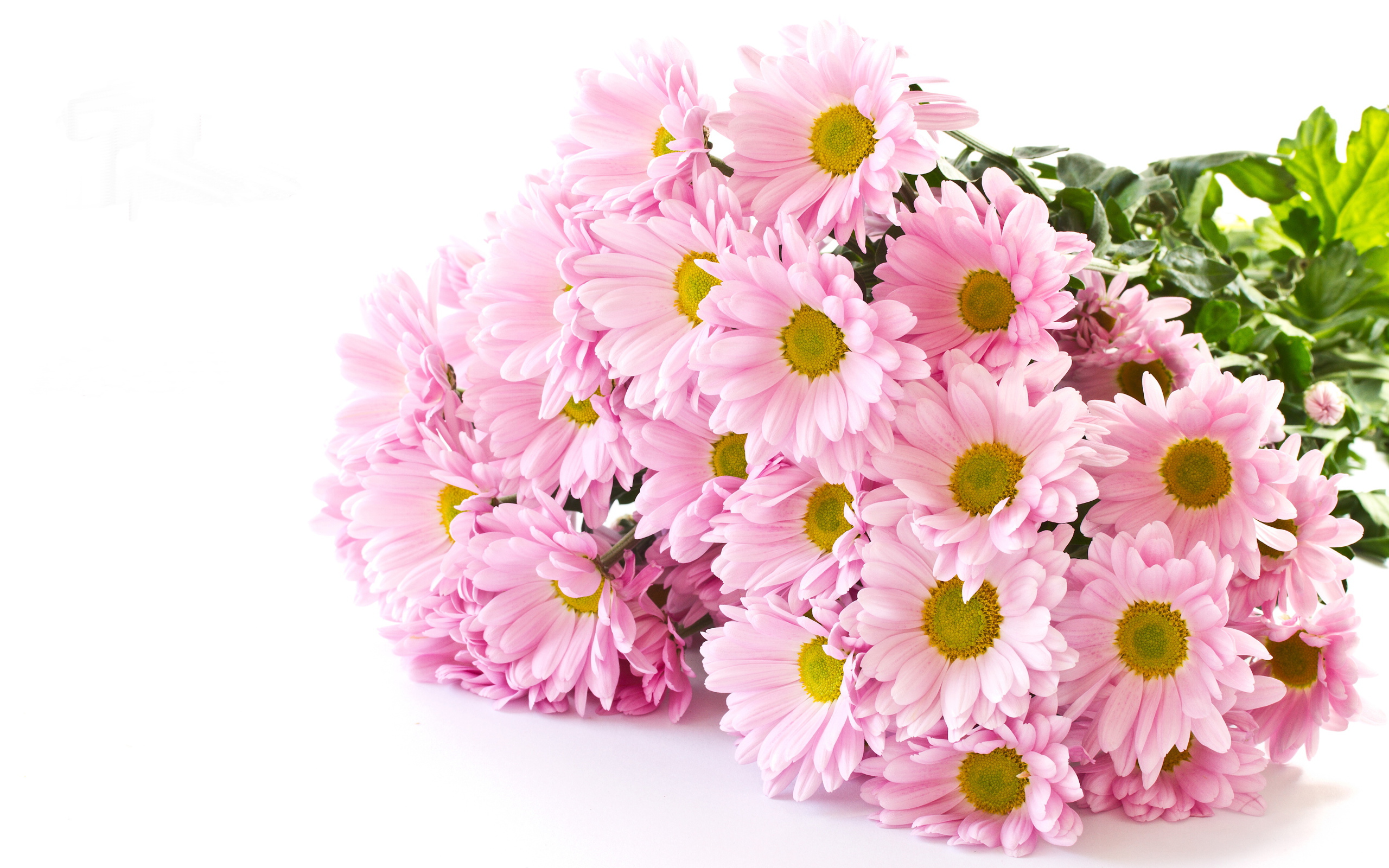 Букет розовых хризантем на белом фоне