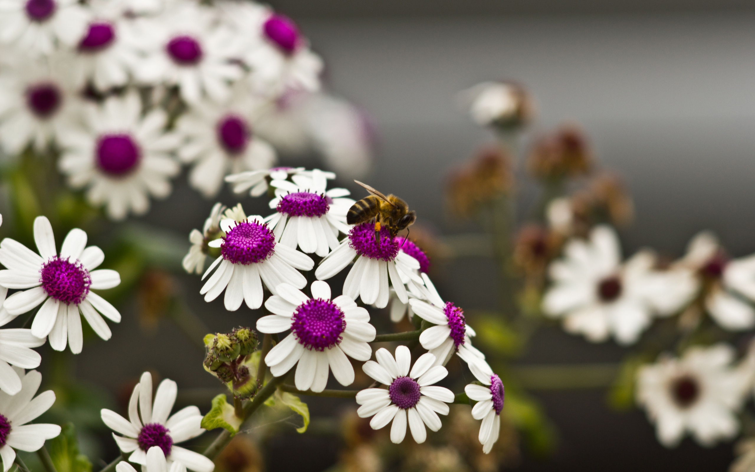 Ромашки с белыми лепестками и сиреневой серединкой 