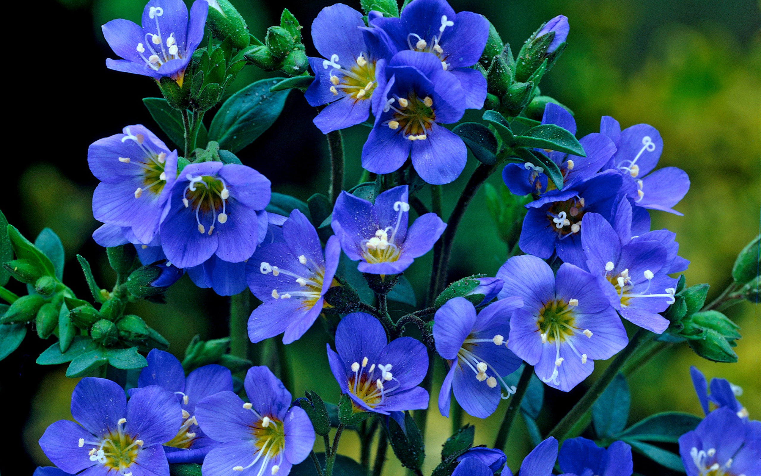 Нежные синие мелкие цветы незабудки 