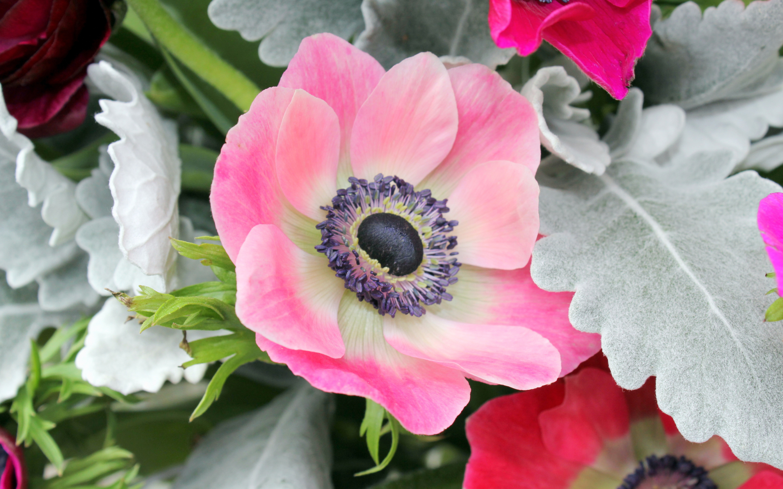 Нежная розовая анемона крупным планом