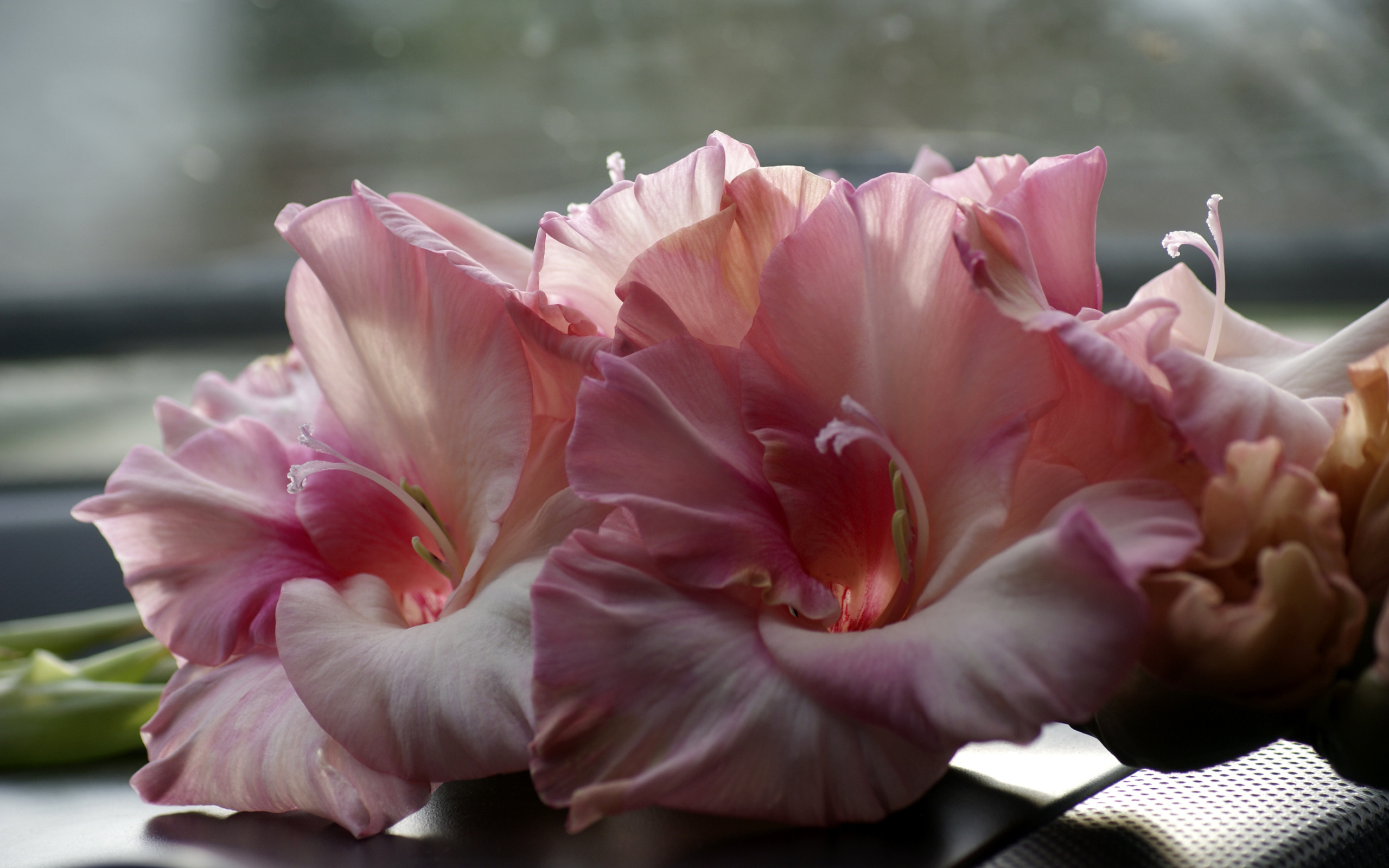 Нежные розовые гладиолусы крупным планом 