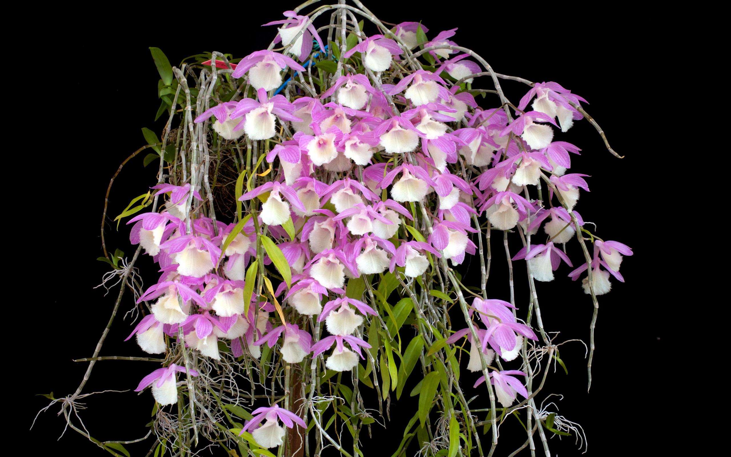 Экзотические розово-белые орхидеи на черном фоне