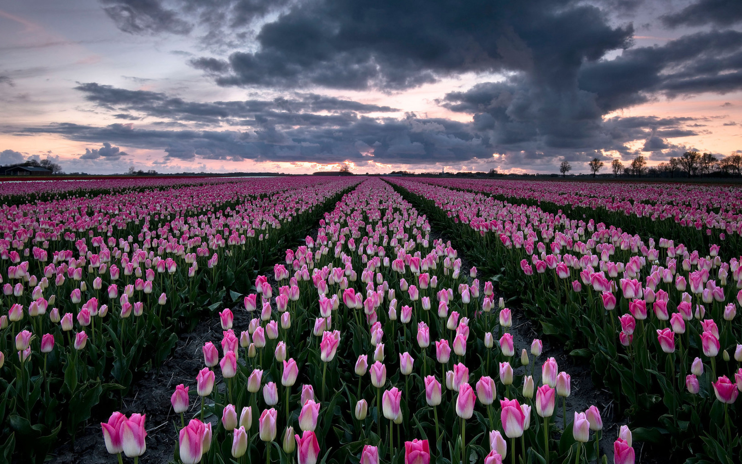Поле красивых розовых тюльпанов 