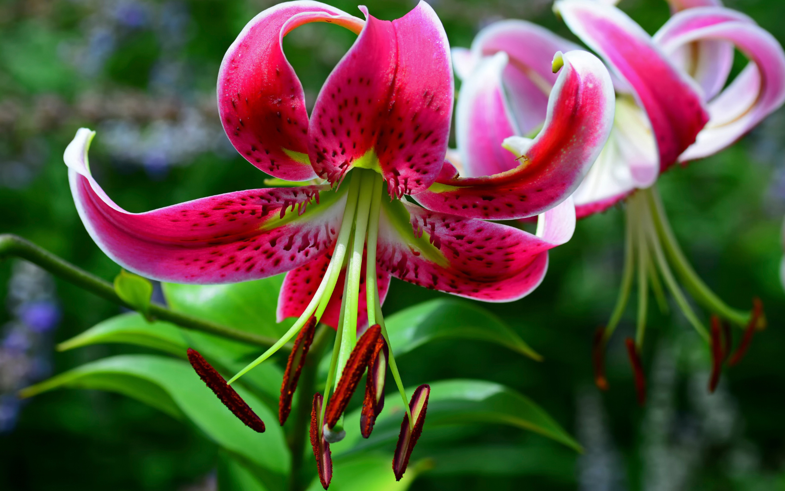 Цветок розовой лилии крупным планом 