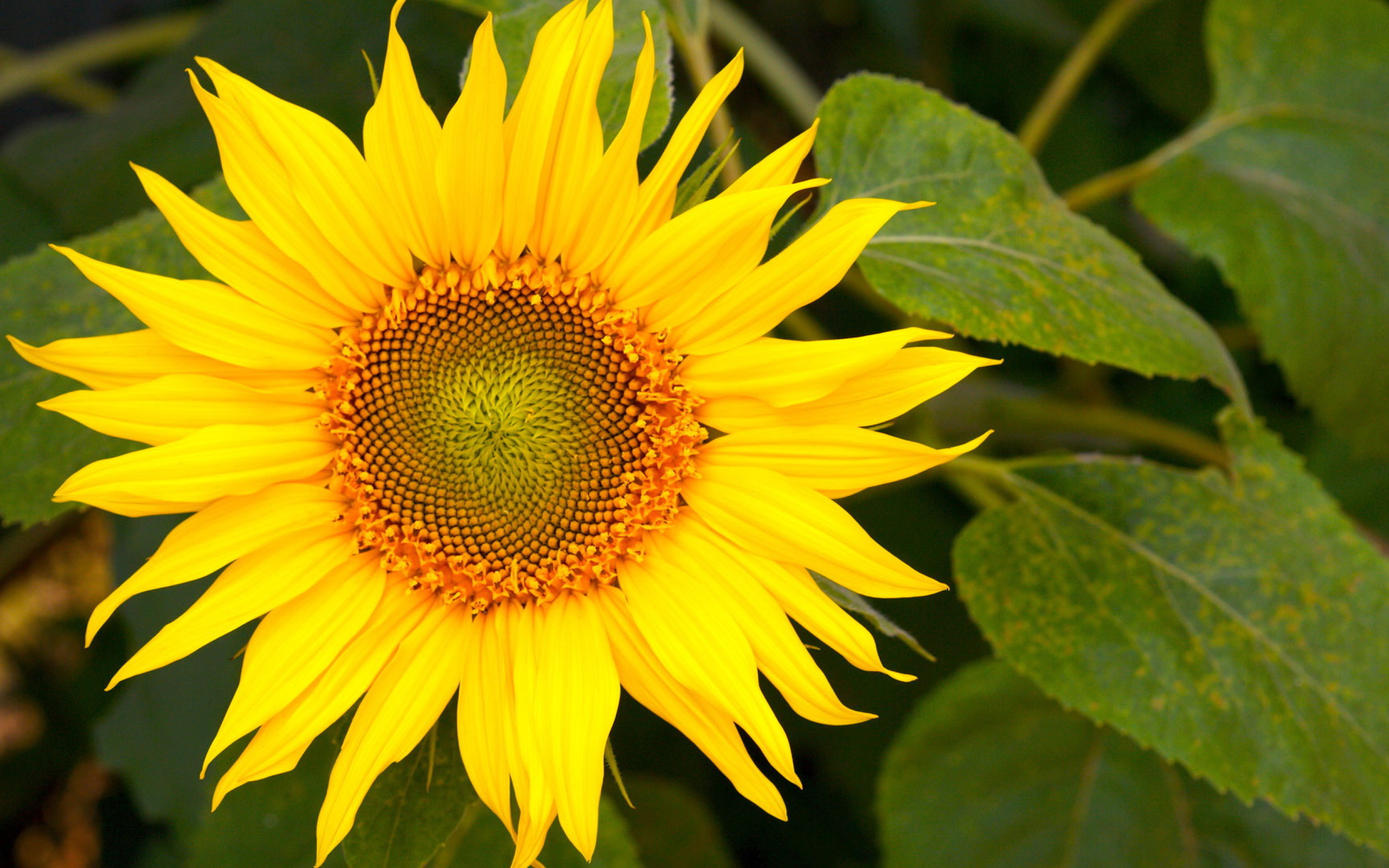 Цветущий желтый подсолнух 