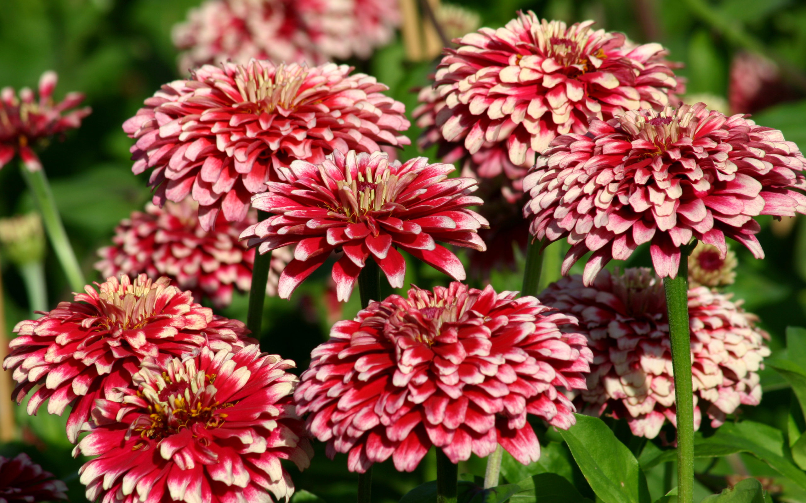 Садовые цветы циния крупным планом