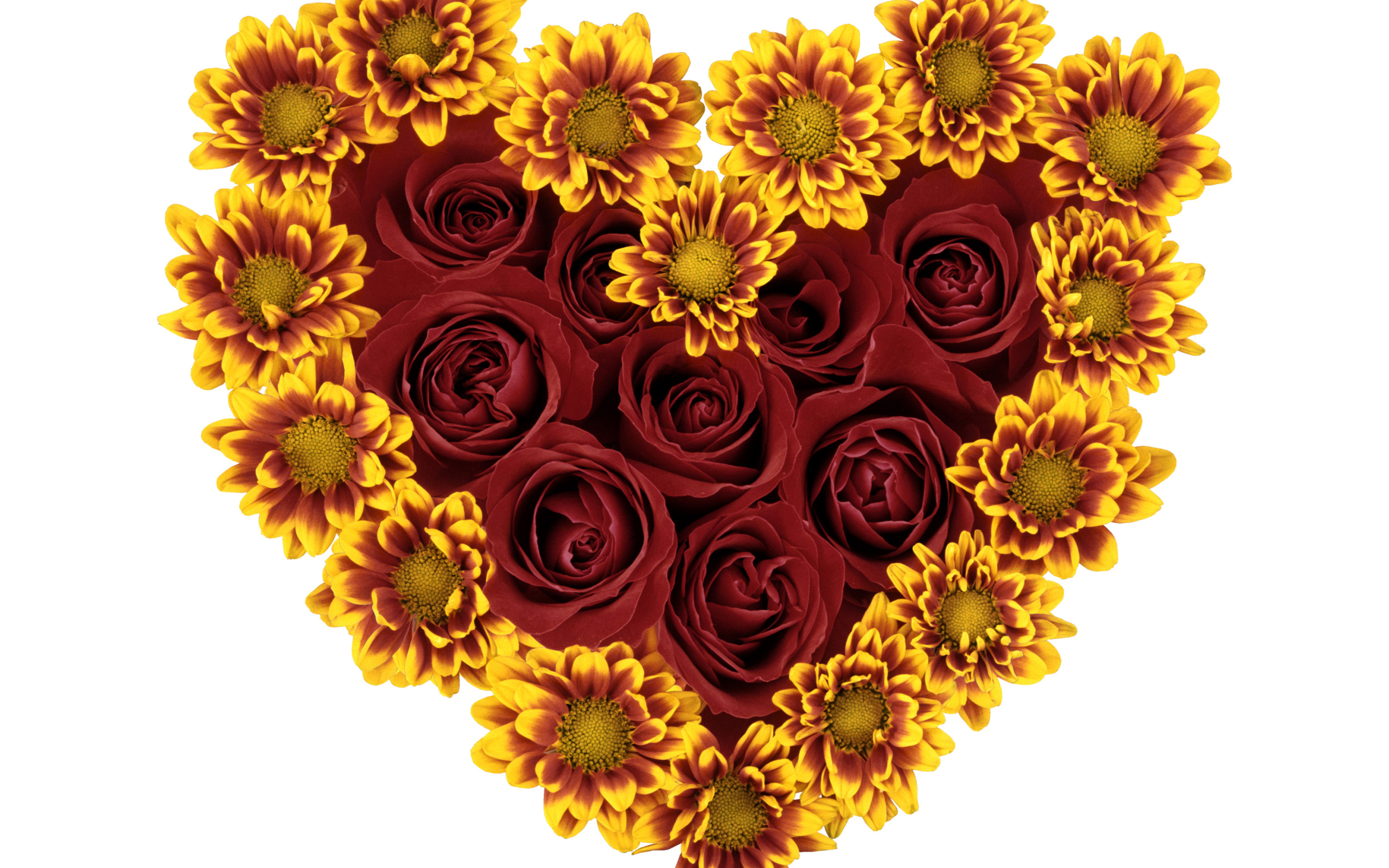 Сердце из роз и цветов хризантемы на белом фоне