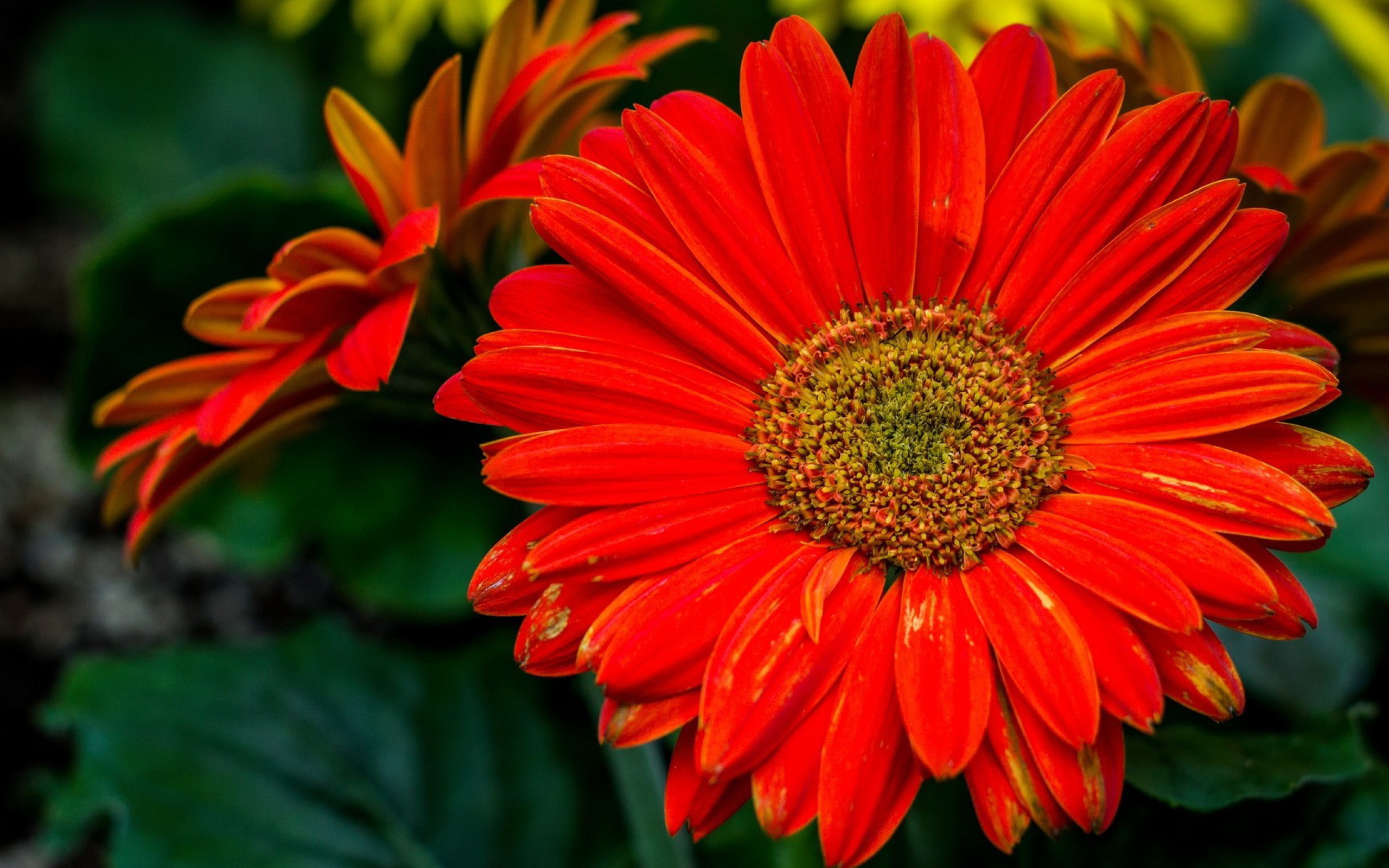 Крупный оранжевый цветок гербера 