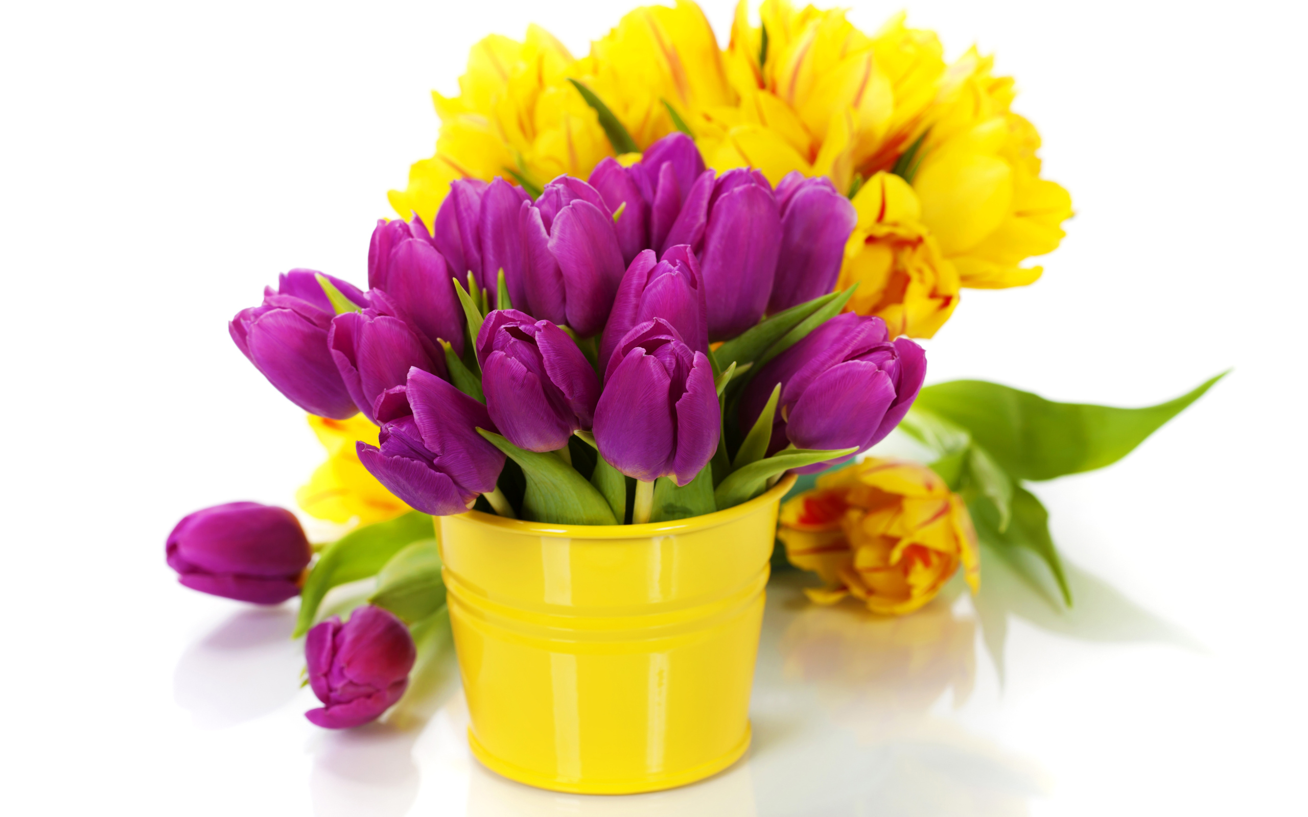 Lilac and yellow tulips in vases on a white background