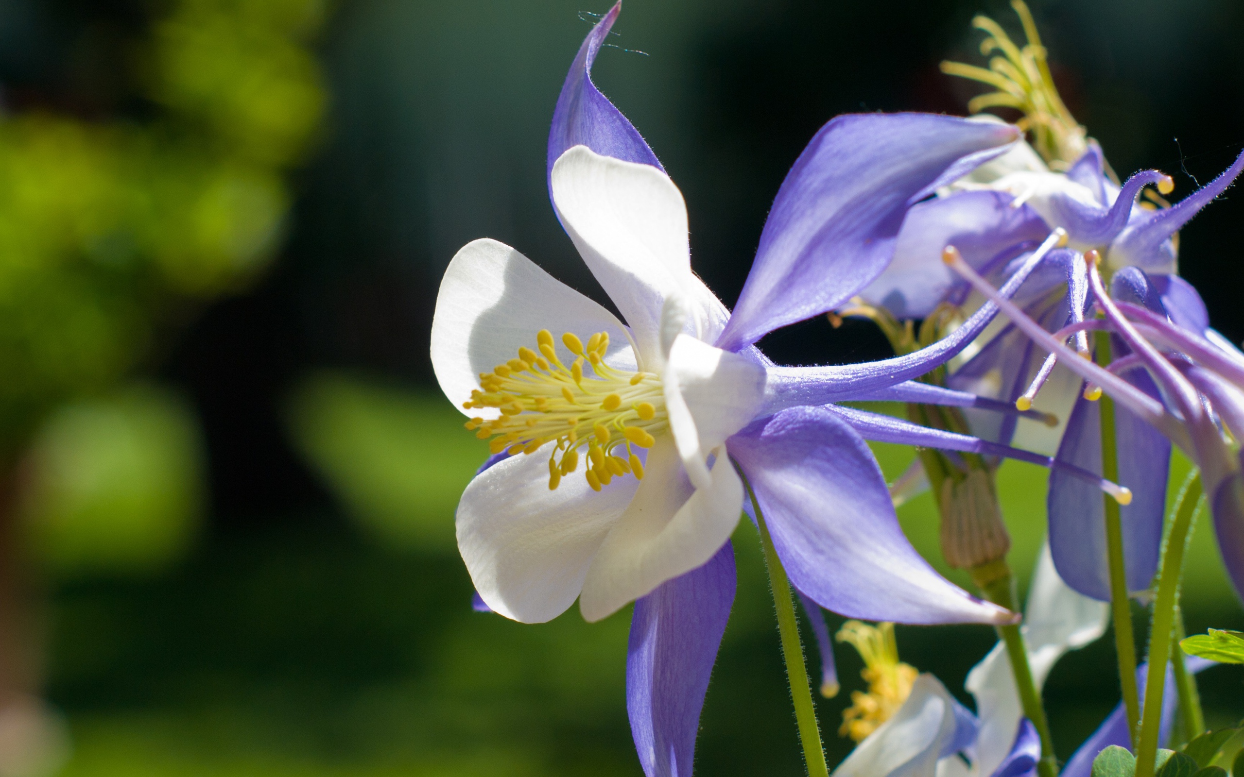 Сиреневый цветок колокольчик крупным планом 