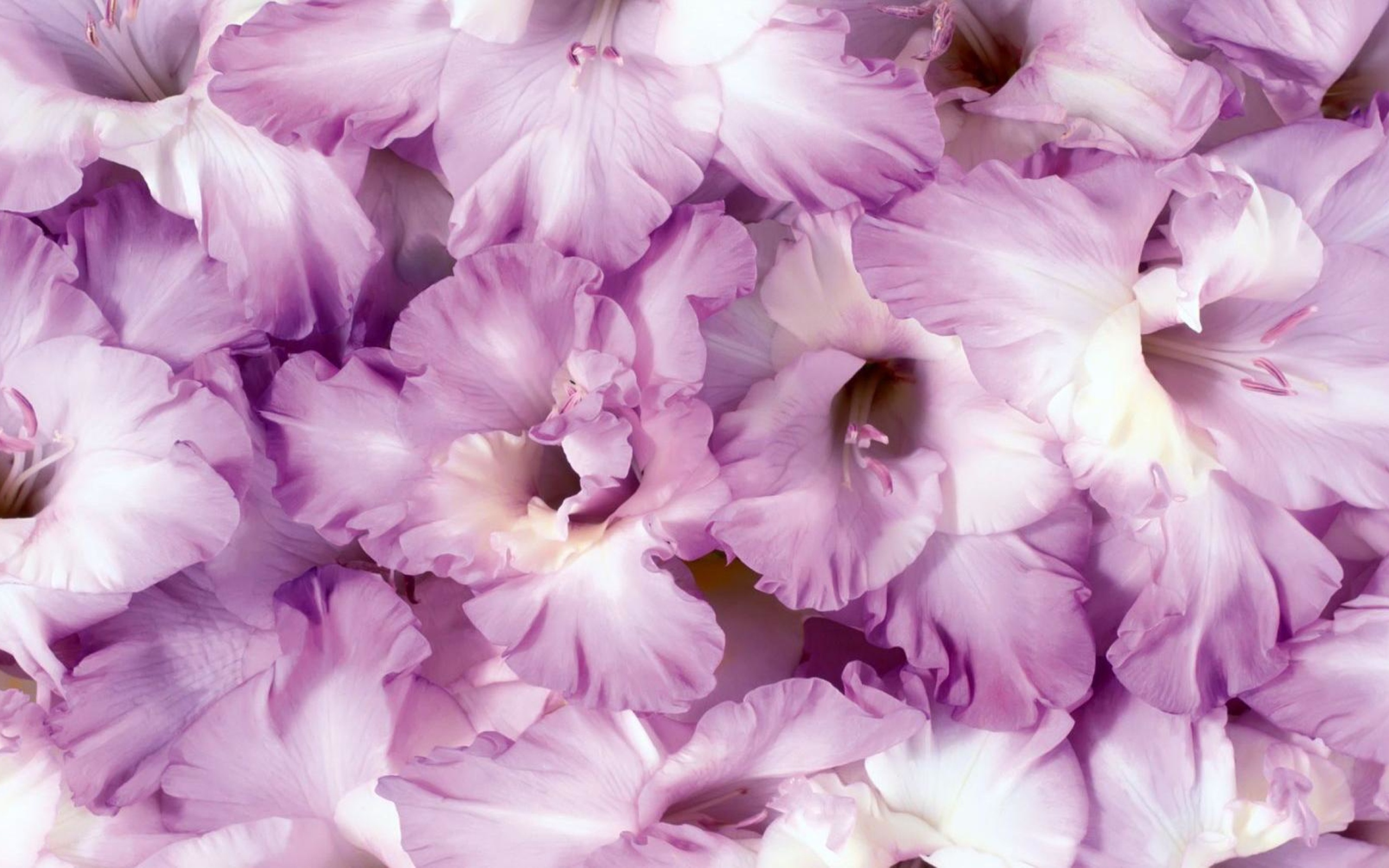 Сиреневые цветы гладиолусы крупным планом 