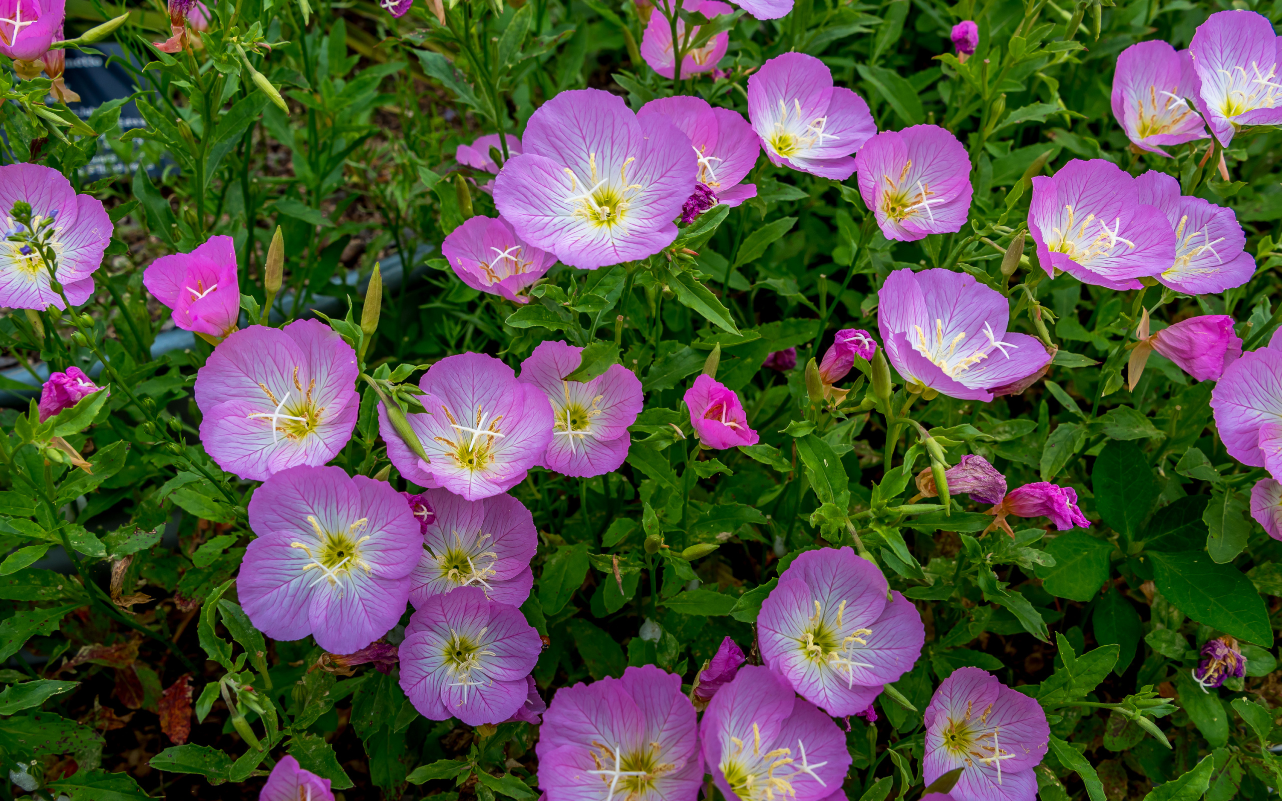 Сиреневые летние цветы крупным планом 