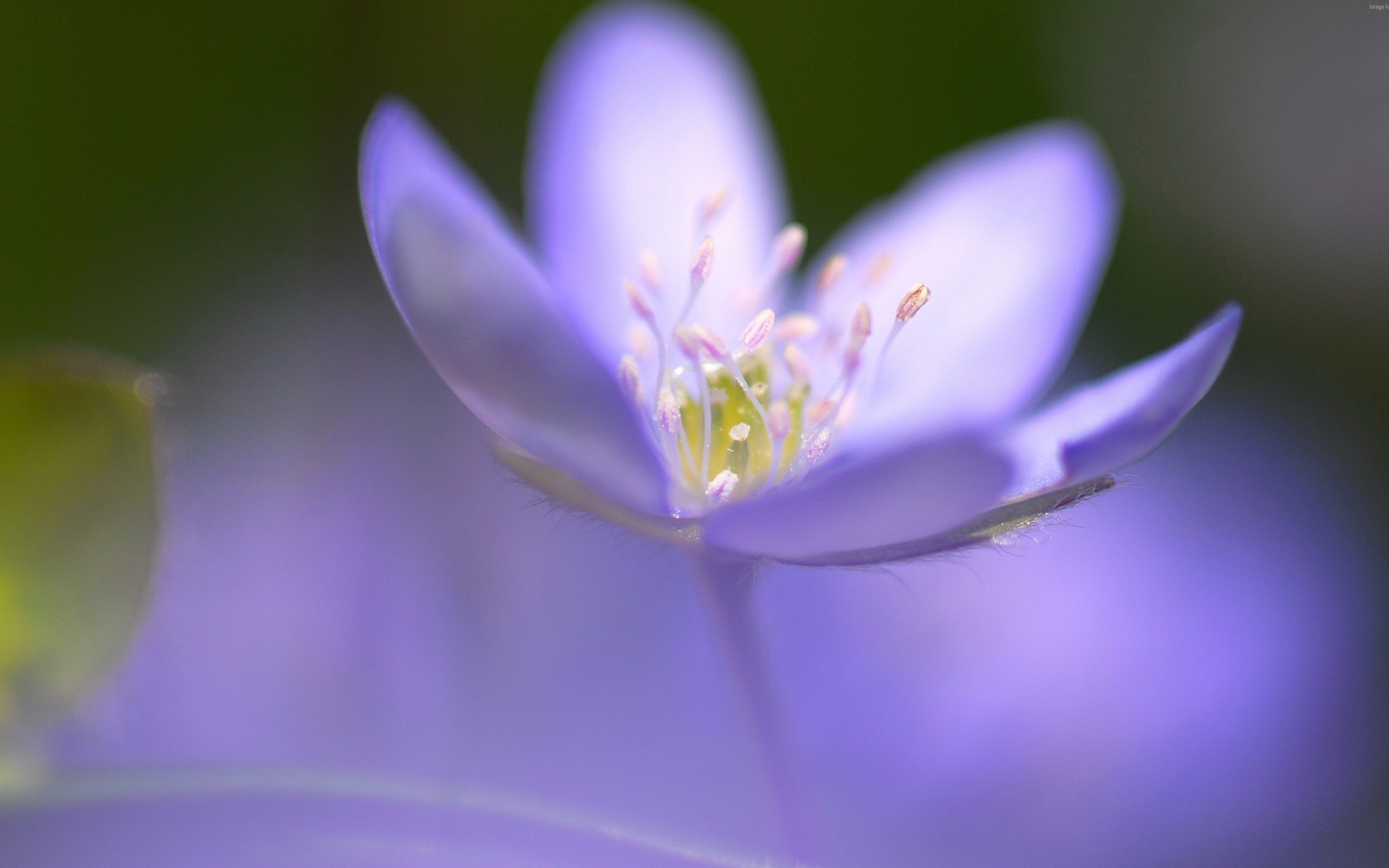 Маленький фиолетовый цветок фиалки крупным планом