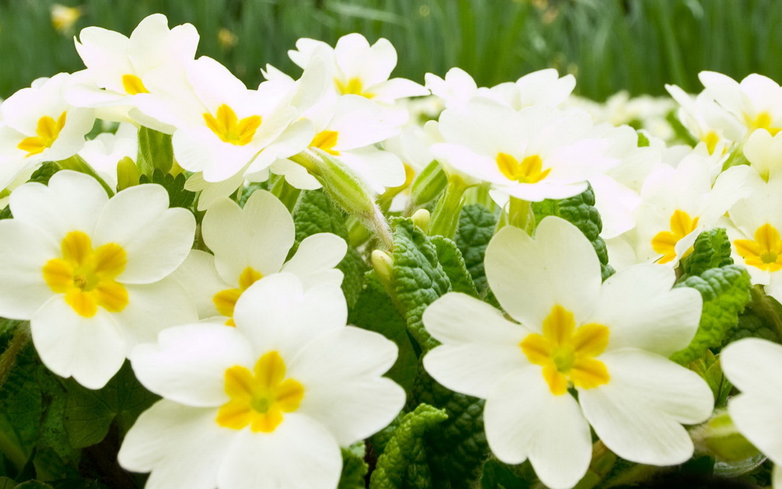 Много белых цветов примулы крупным планом