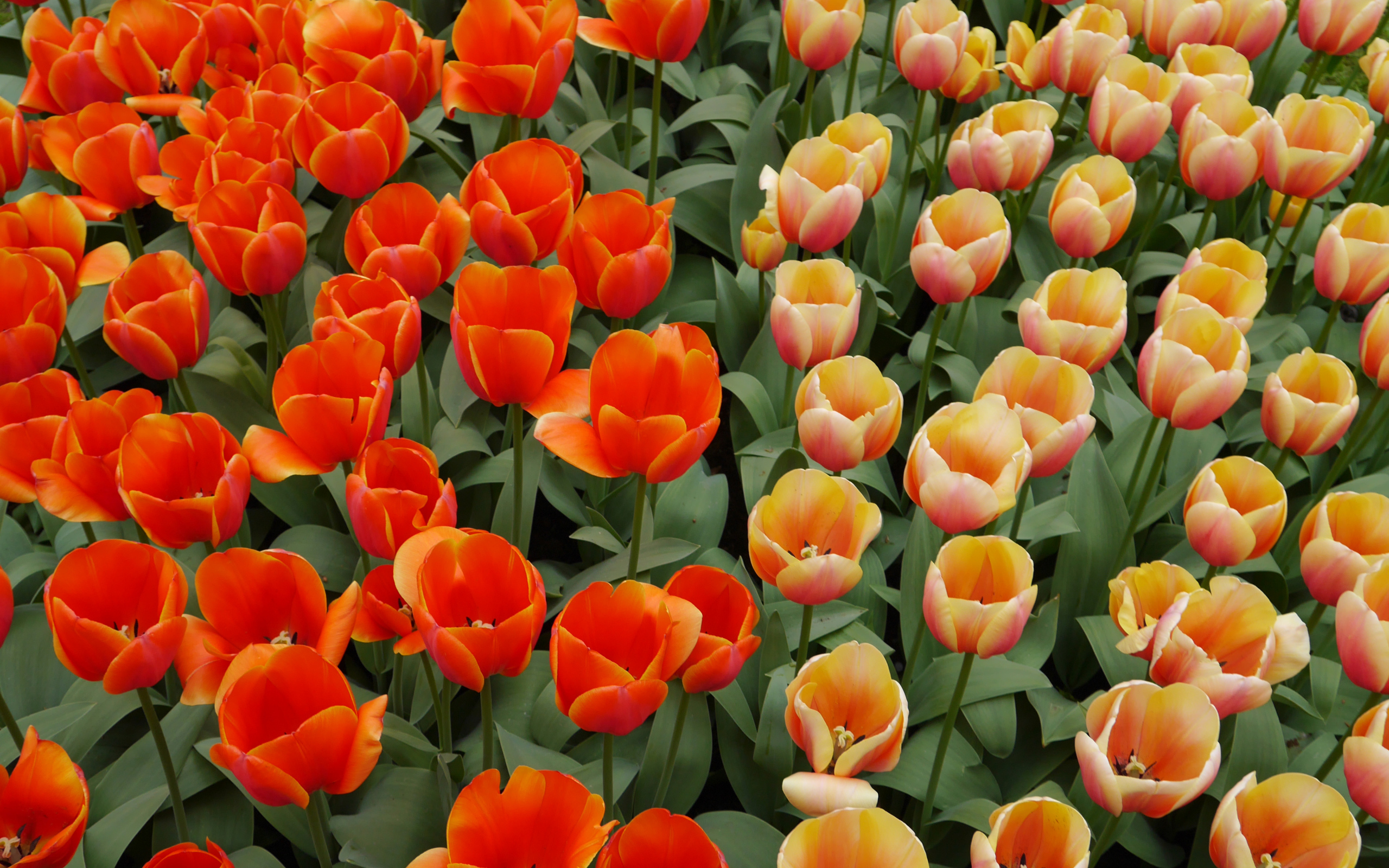 Оранжевые и персиковые цветы тюльпаны на клумбе