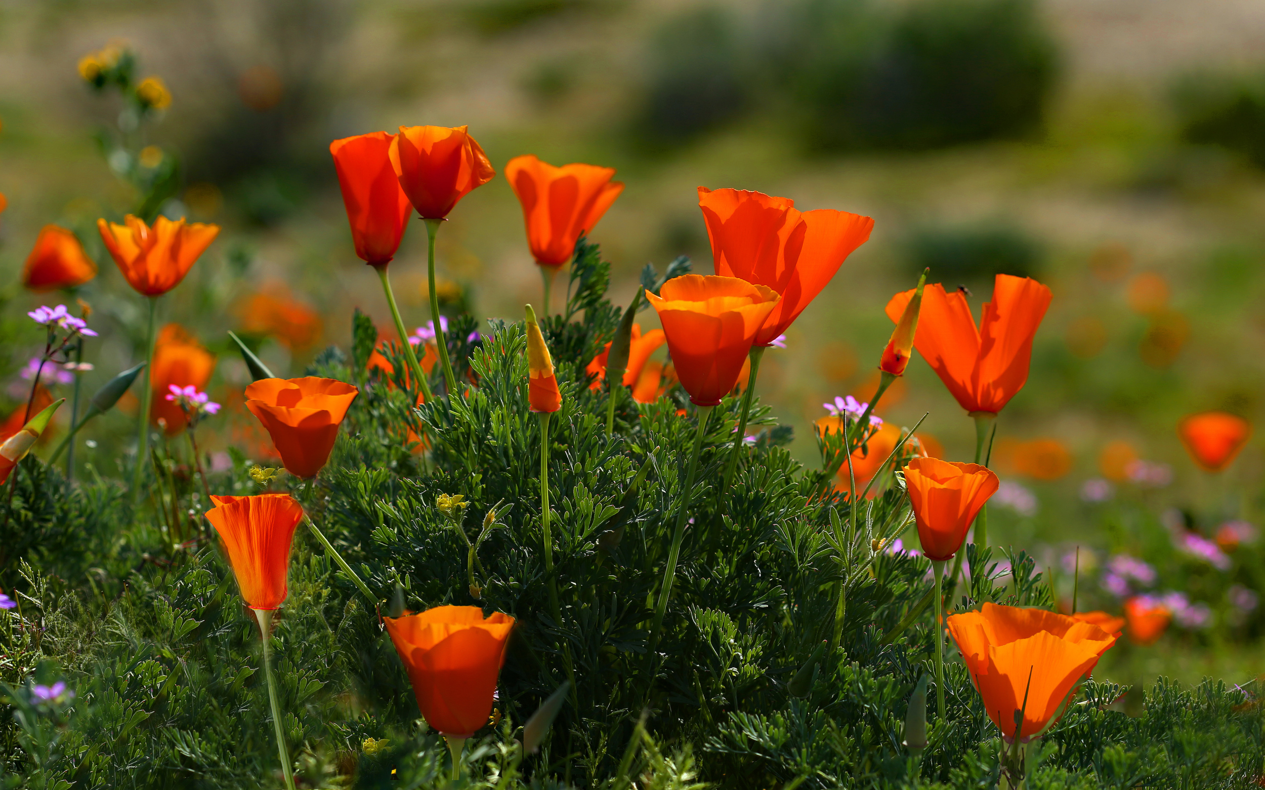 Оранжевые летние цветы Эшшольция