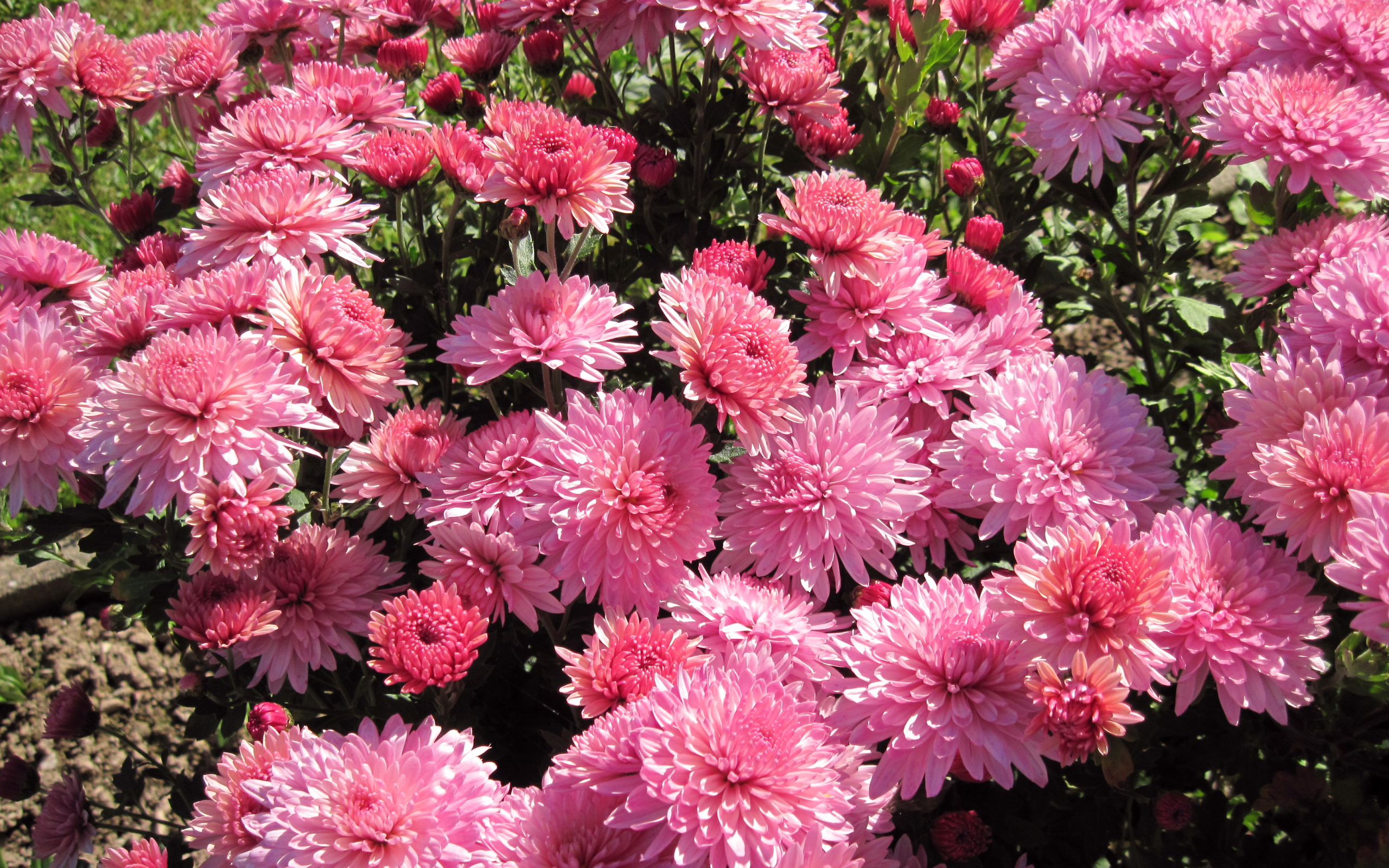Розовые осенние цветы хризантемы на клумбе