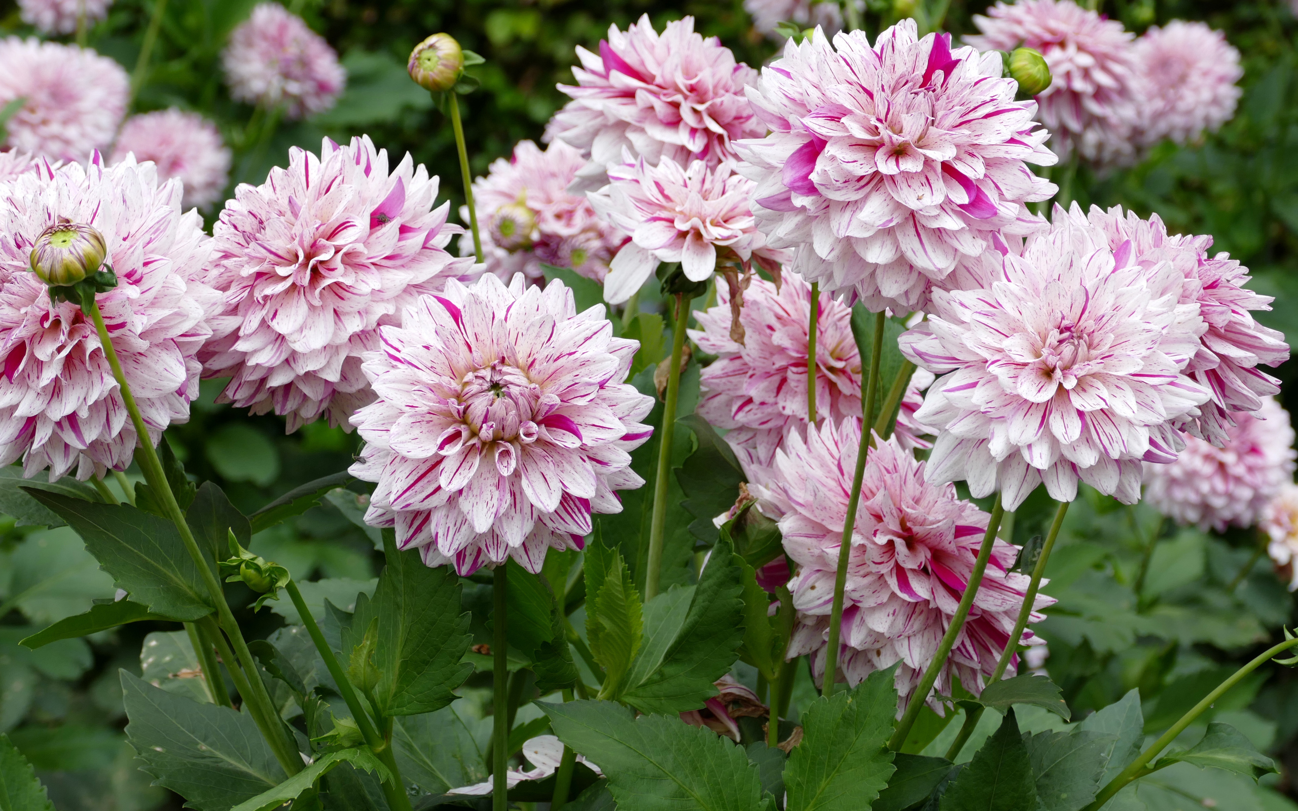 Розовые цветы георгины крупным планом