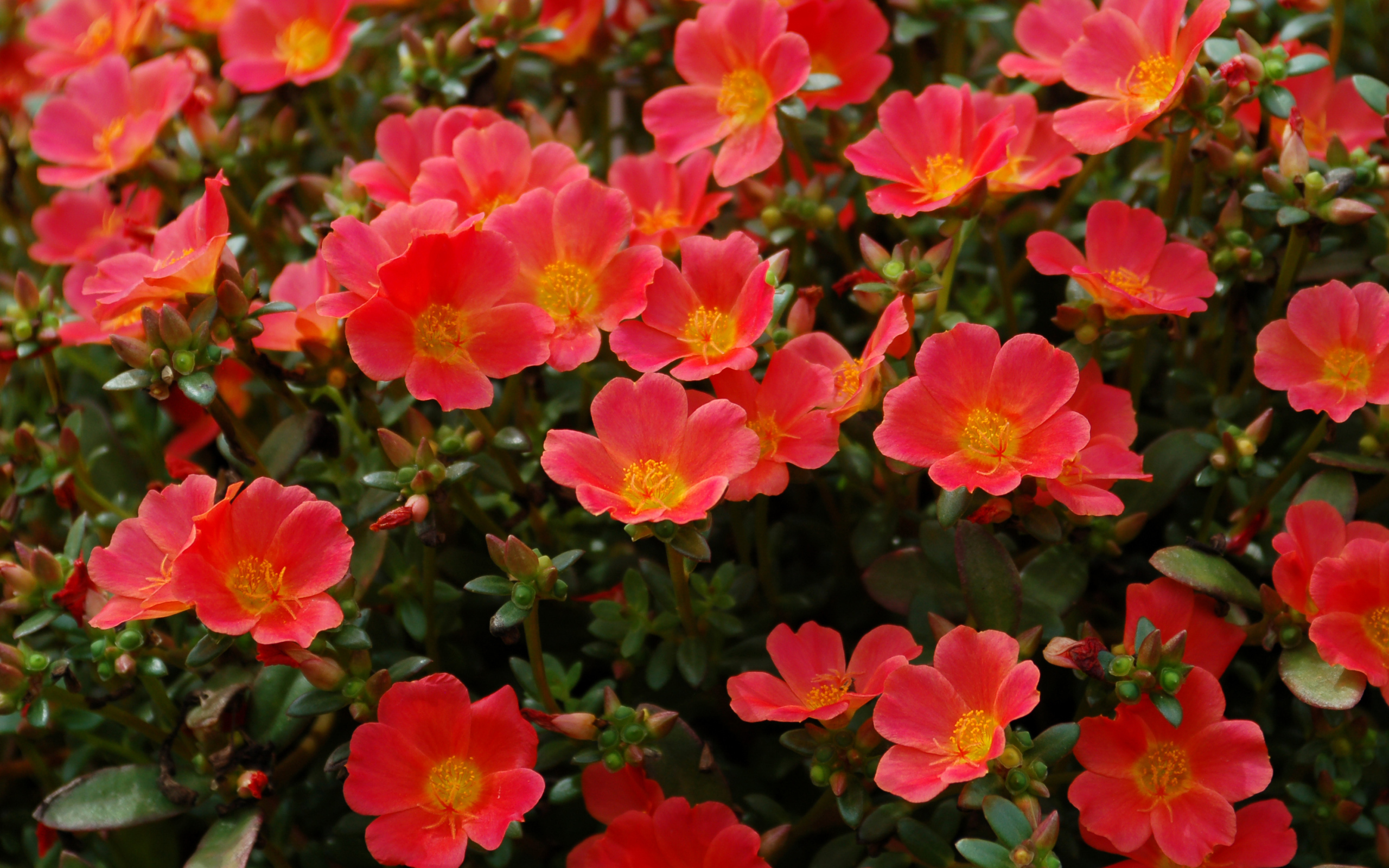 Красный портулак на клумбе крупным планом