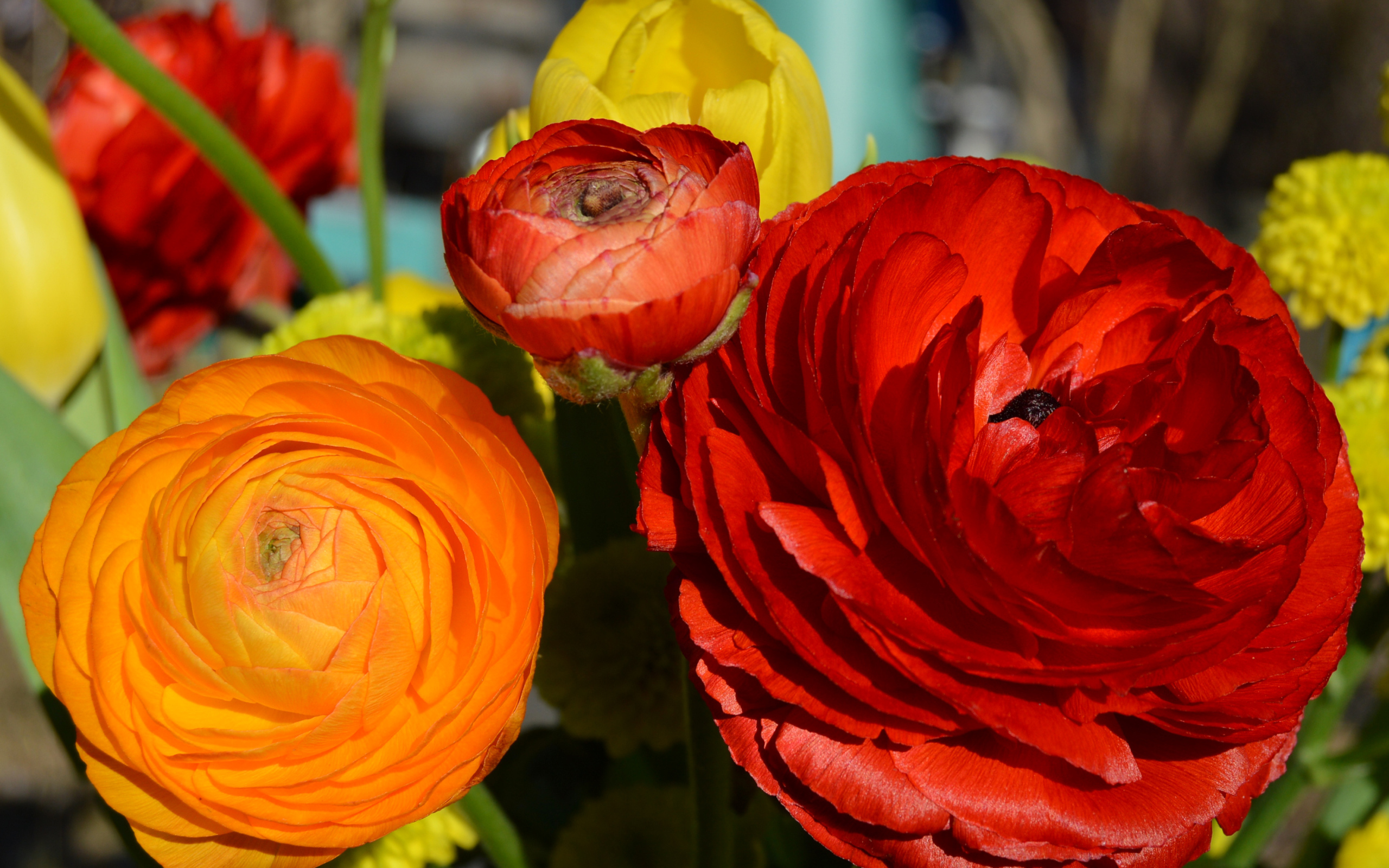 Красные и оранжевые цветы лютики