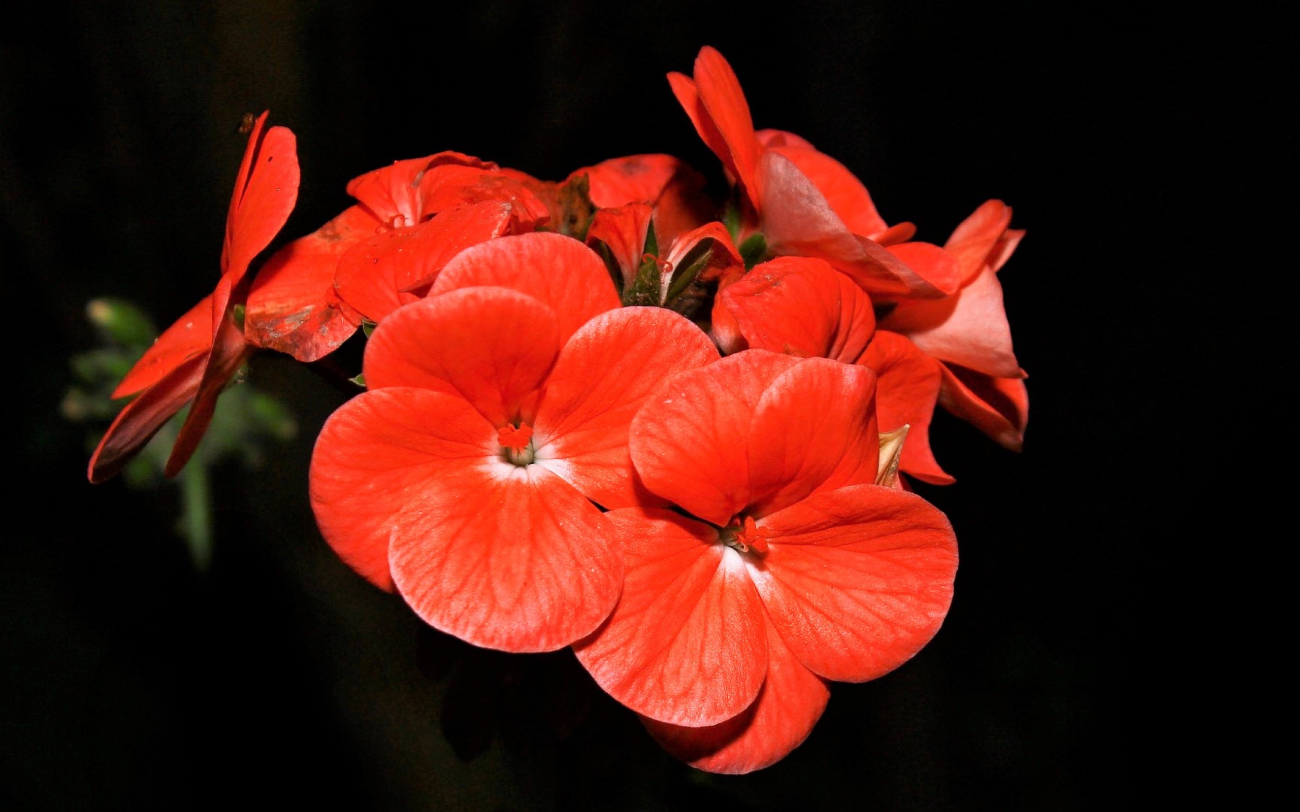 Красные красивые цветы на черном фоне 