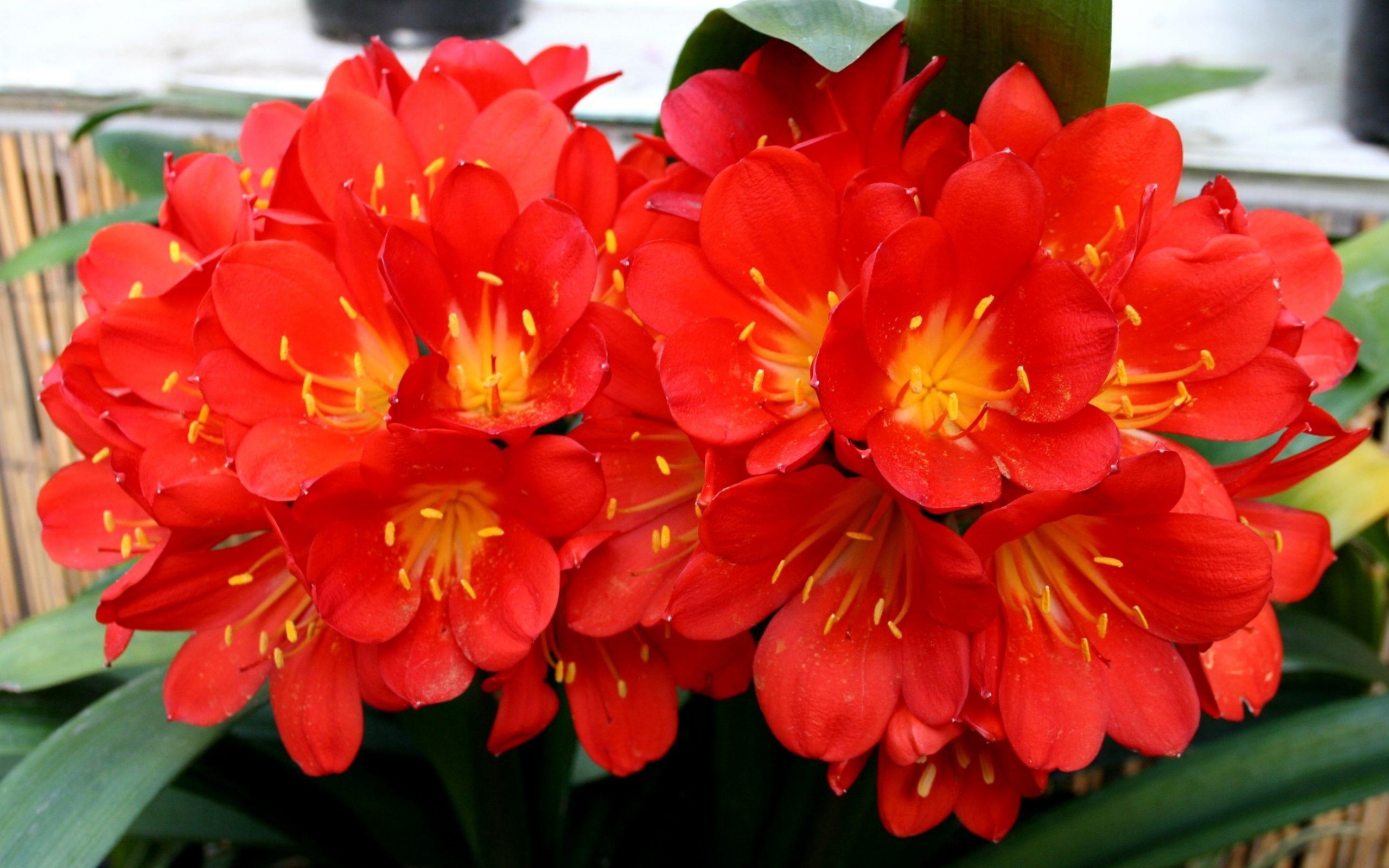 Красные красивые комнатные цветы кливия