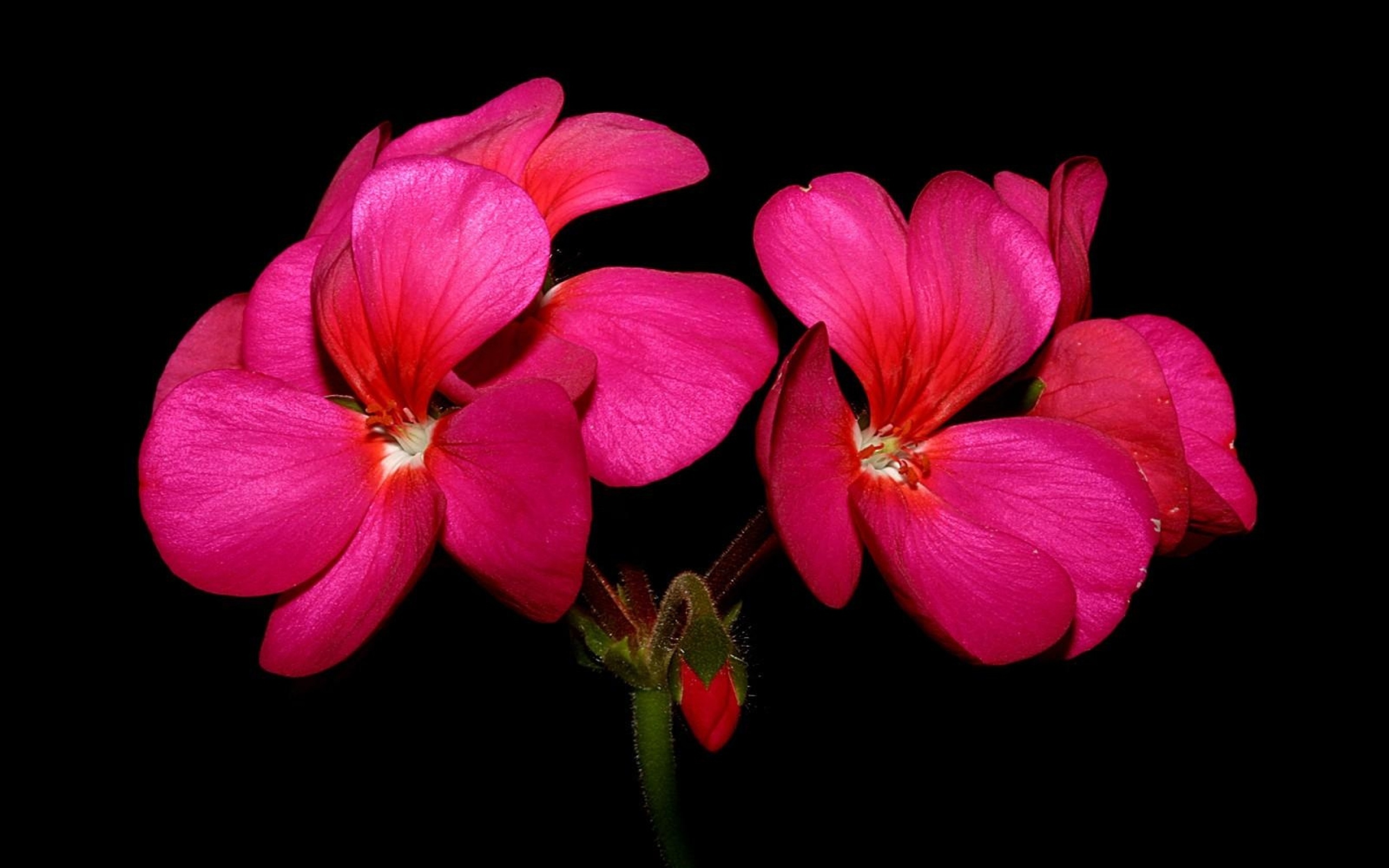 Красные цветы герани на черном фоне крупным планом