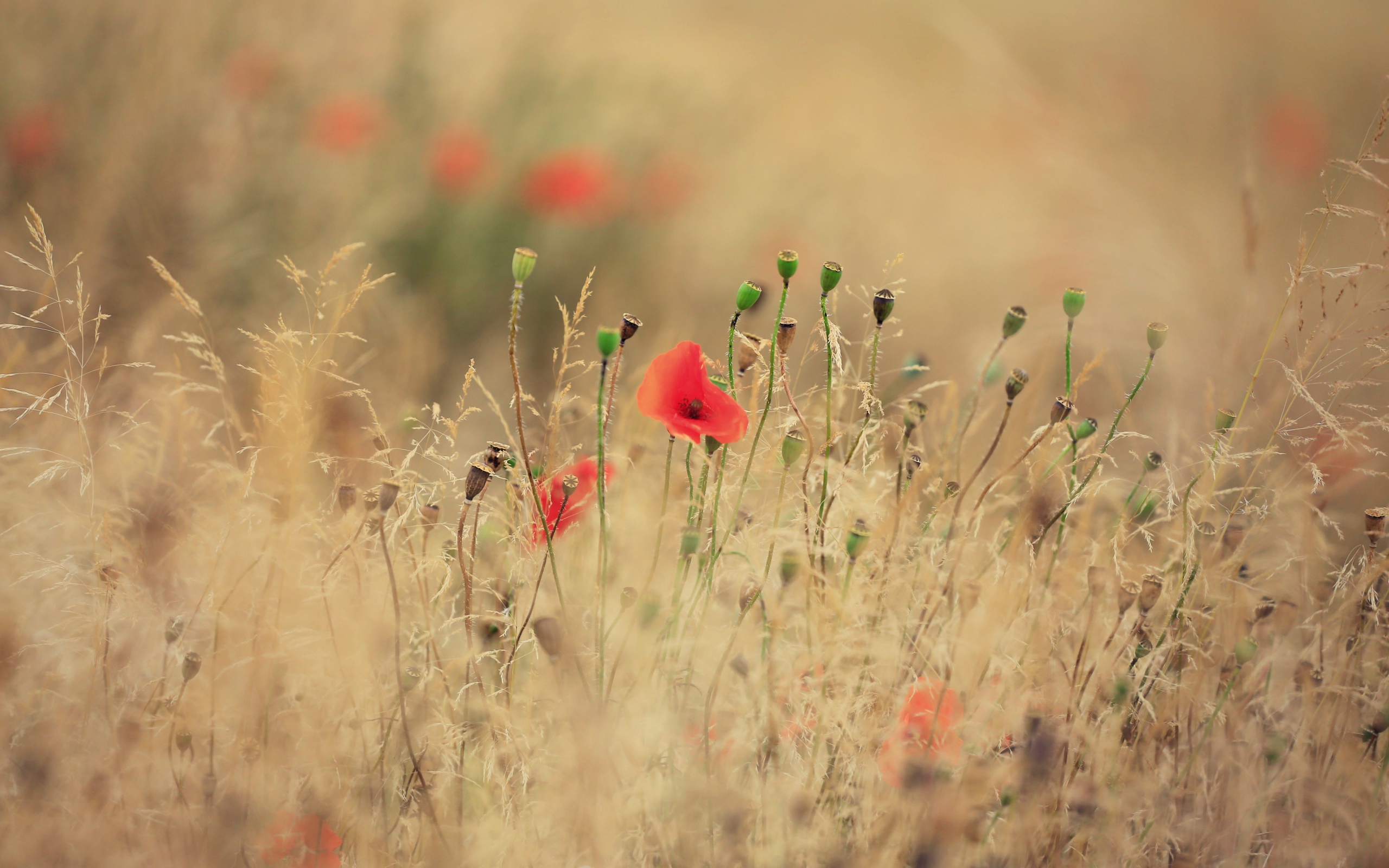 Красные полевые маки растут среди сухой травы