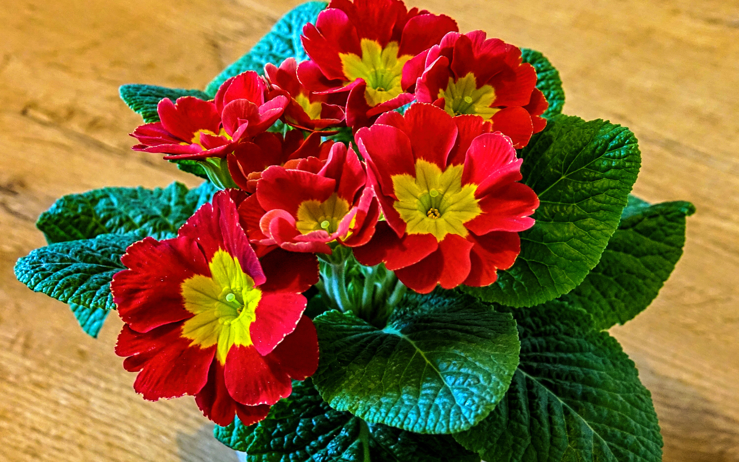 Красный цветок примула крупным планом 