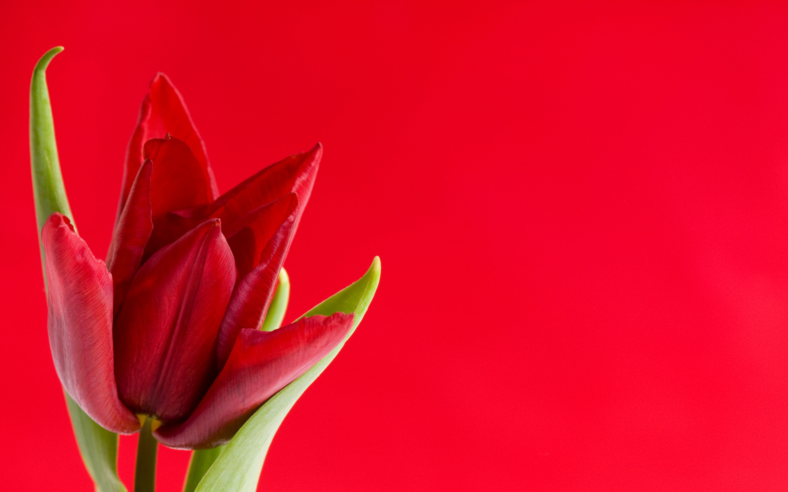 Красный тюльпан на красном фоне, шаблон для поздравительной открытки