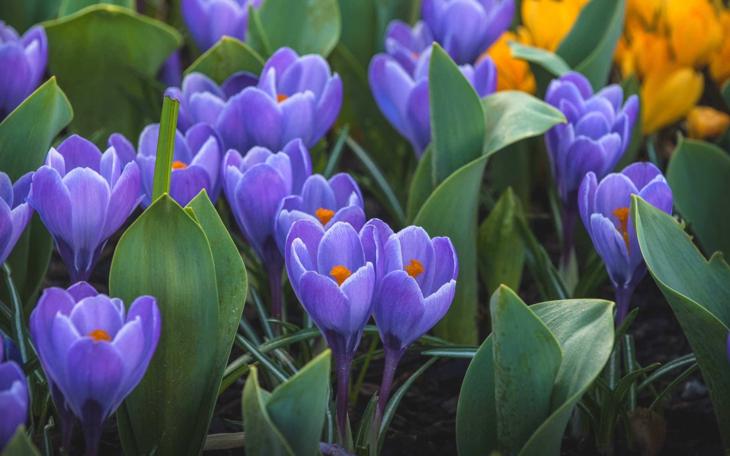 Весенние первоцветы сиреневые крокусы 