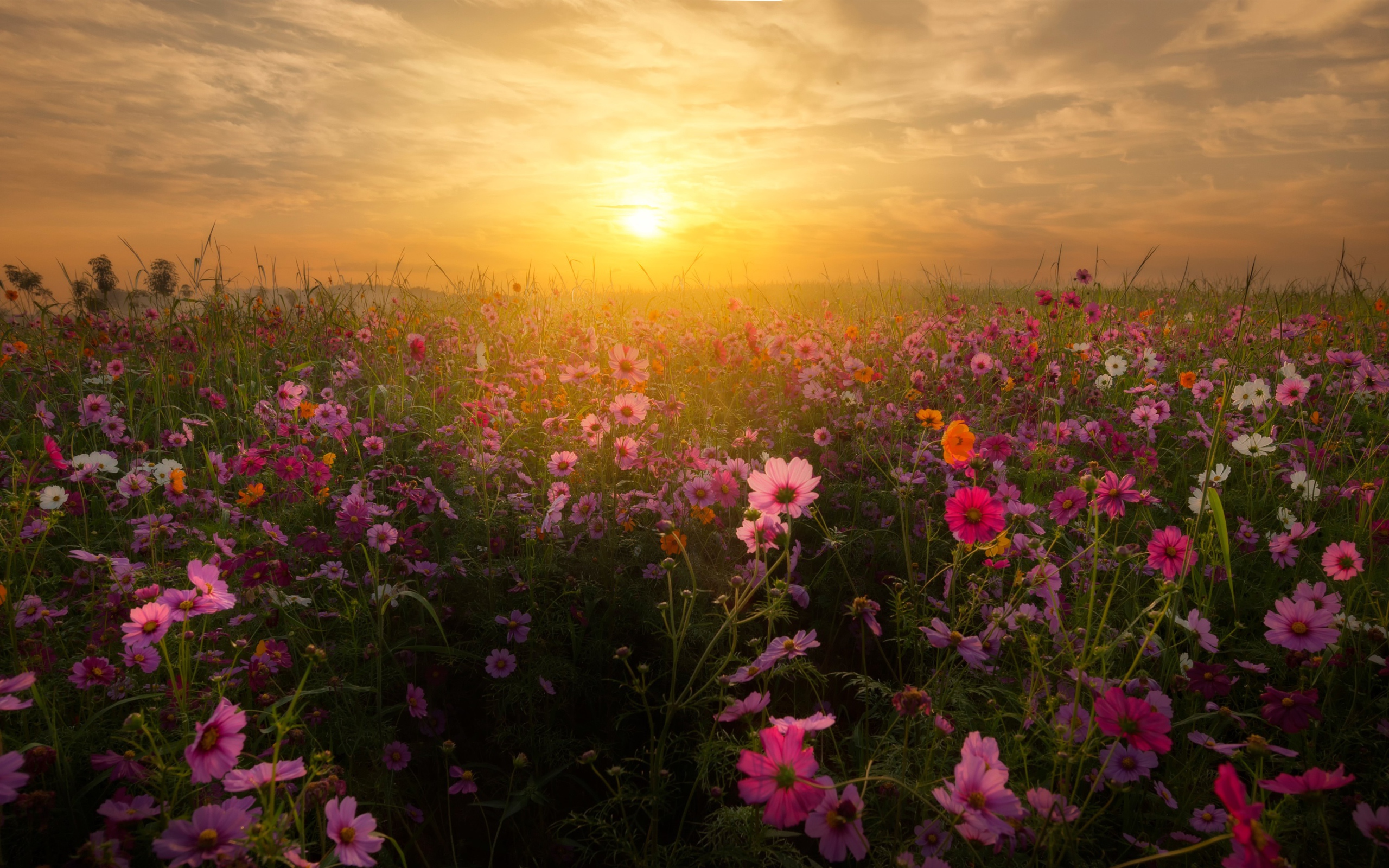 Восход солнца над полем космей 